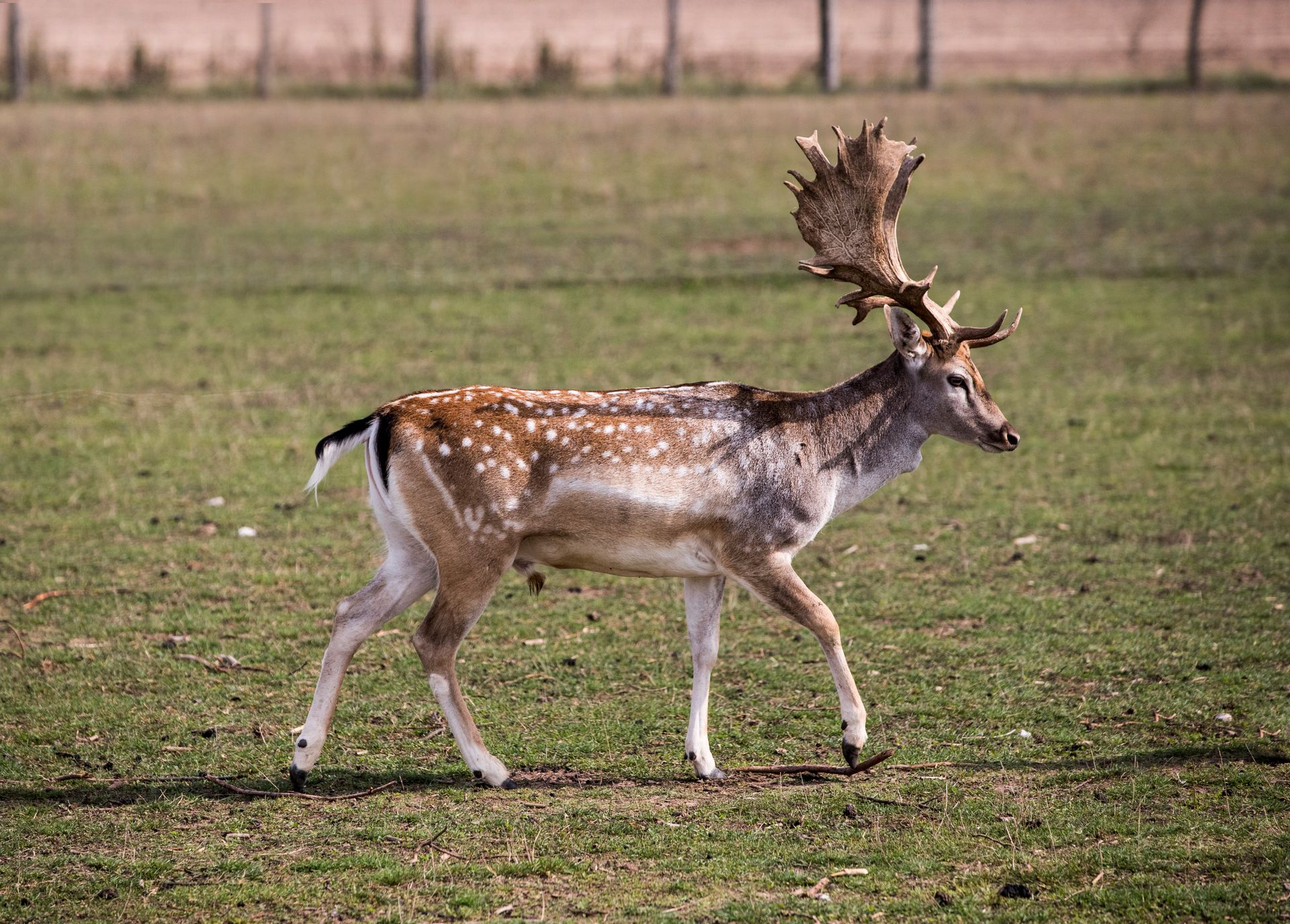 Fleischer bereitet das frische Damwild vor