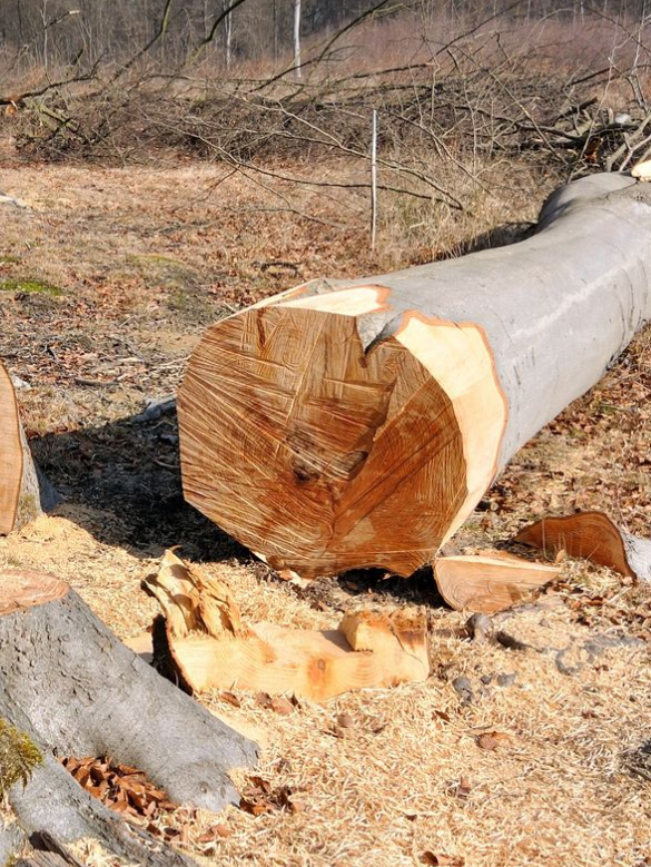 Un arbre abattu sur le sol dans un jardin.