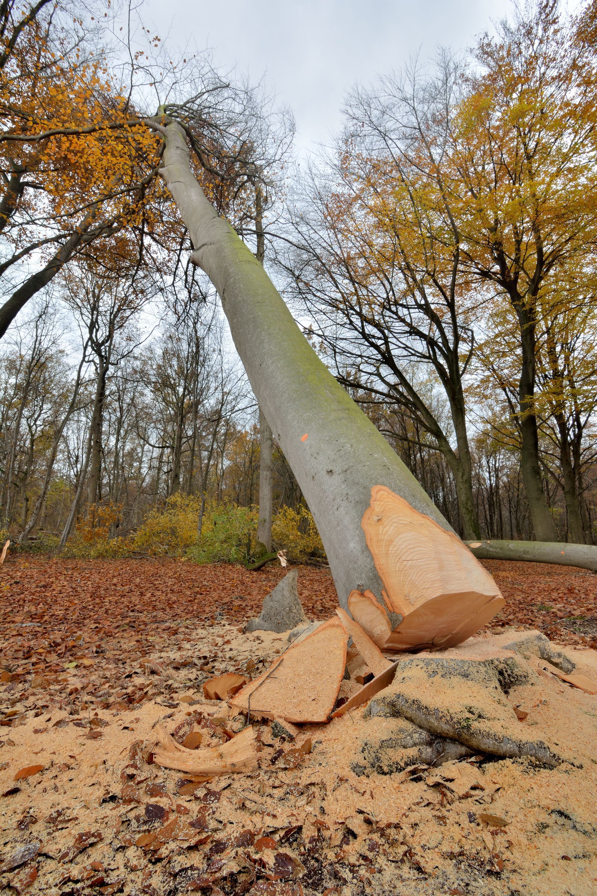 Un arbre en train de tomber sur le sol : abattage d'arbre.