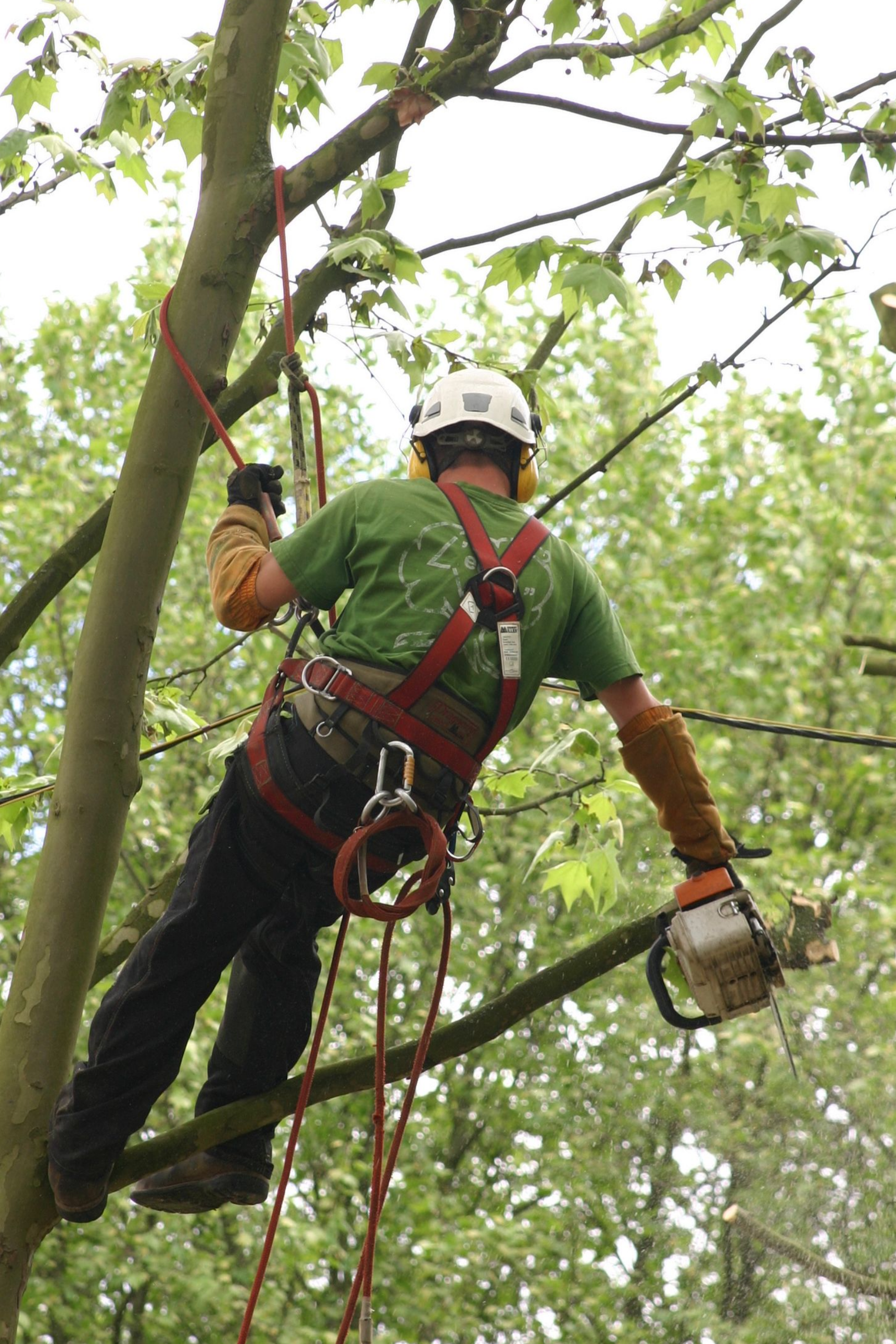 Un paysagiste grimpe à un arbre pour l'élaguer.