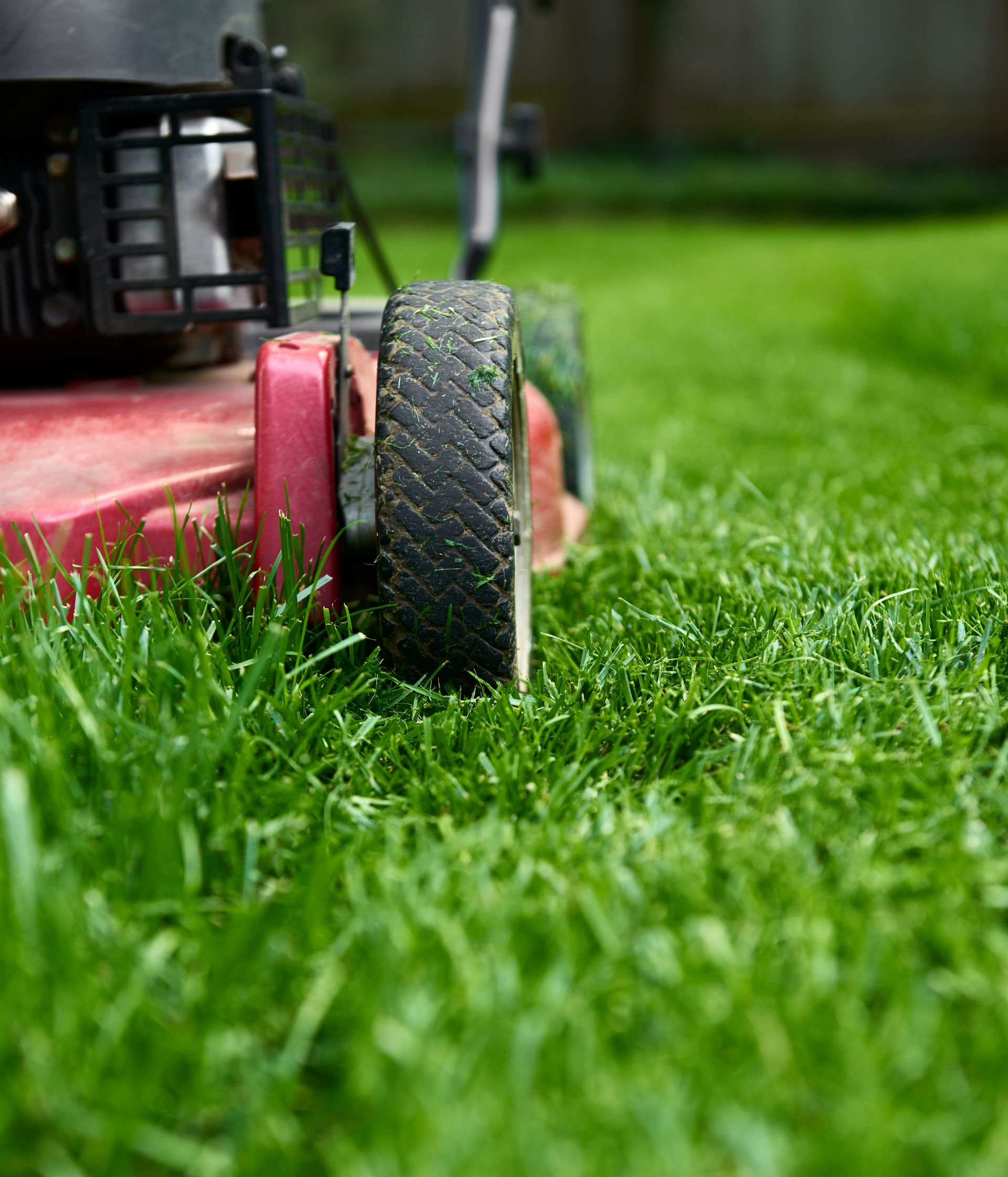 Une tondeuse tond la pelouse, poussée par un paysagiste.