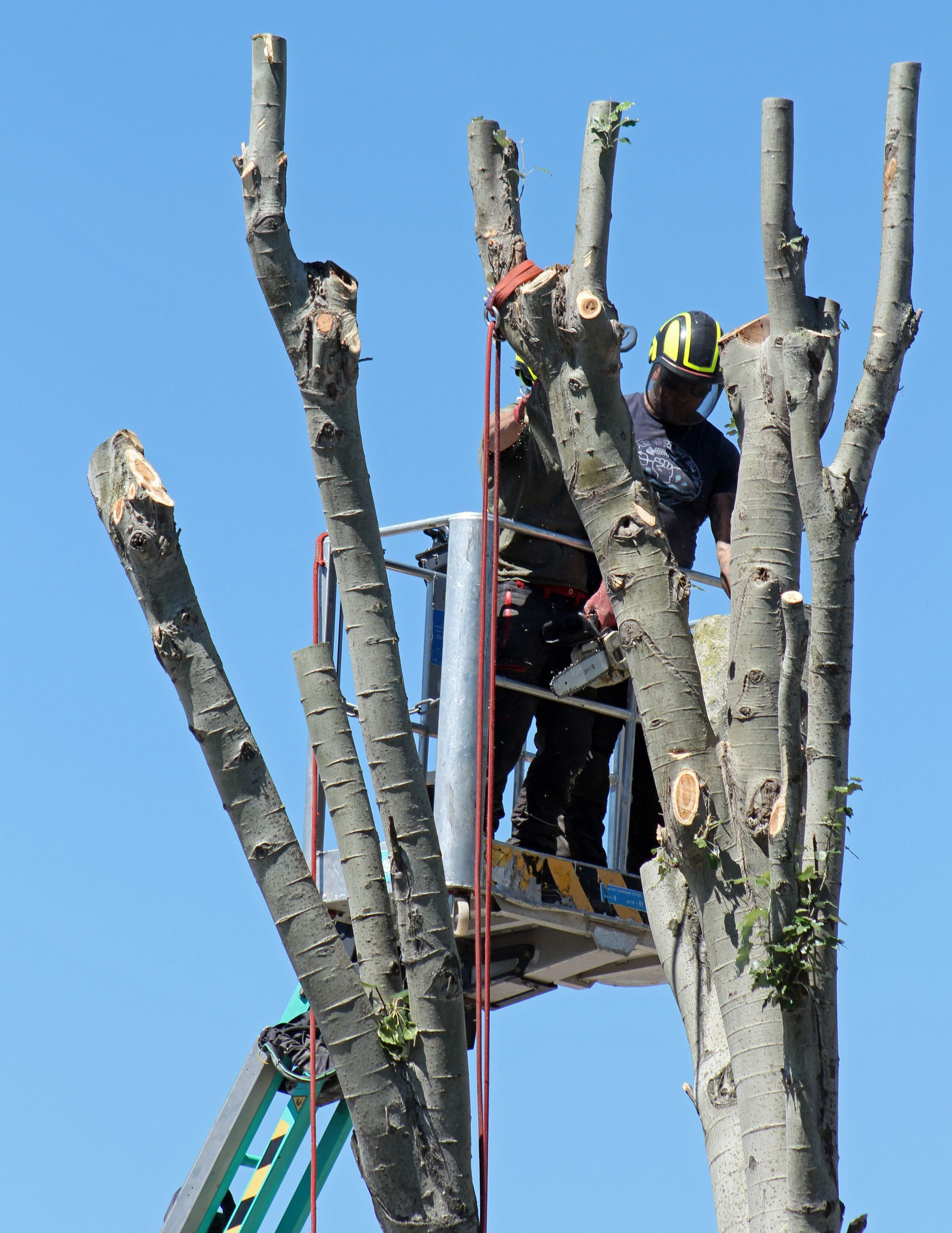 Un élagueur sur une nacelle coupe les branches d'arbres.