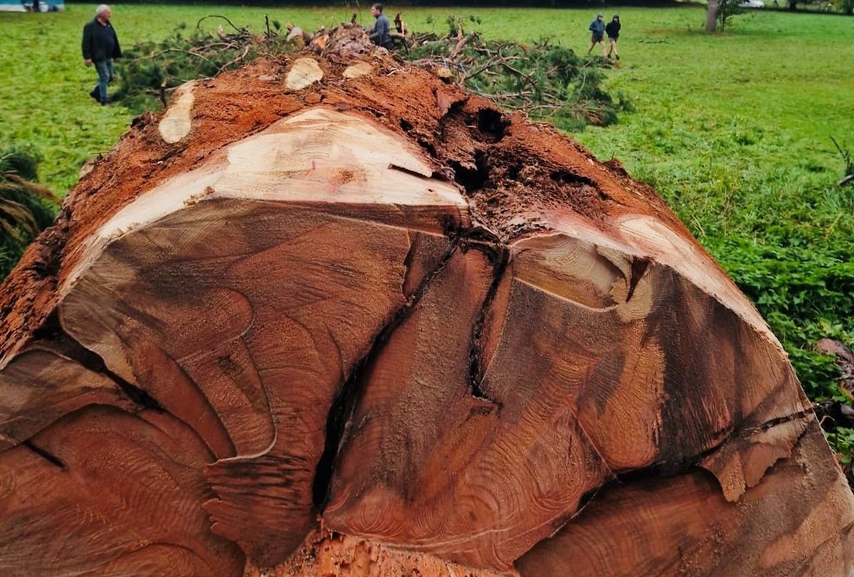 Un arbre au sol : abattage d'arbre