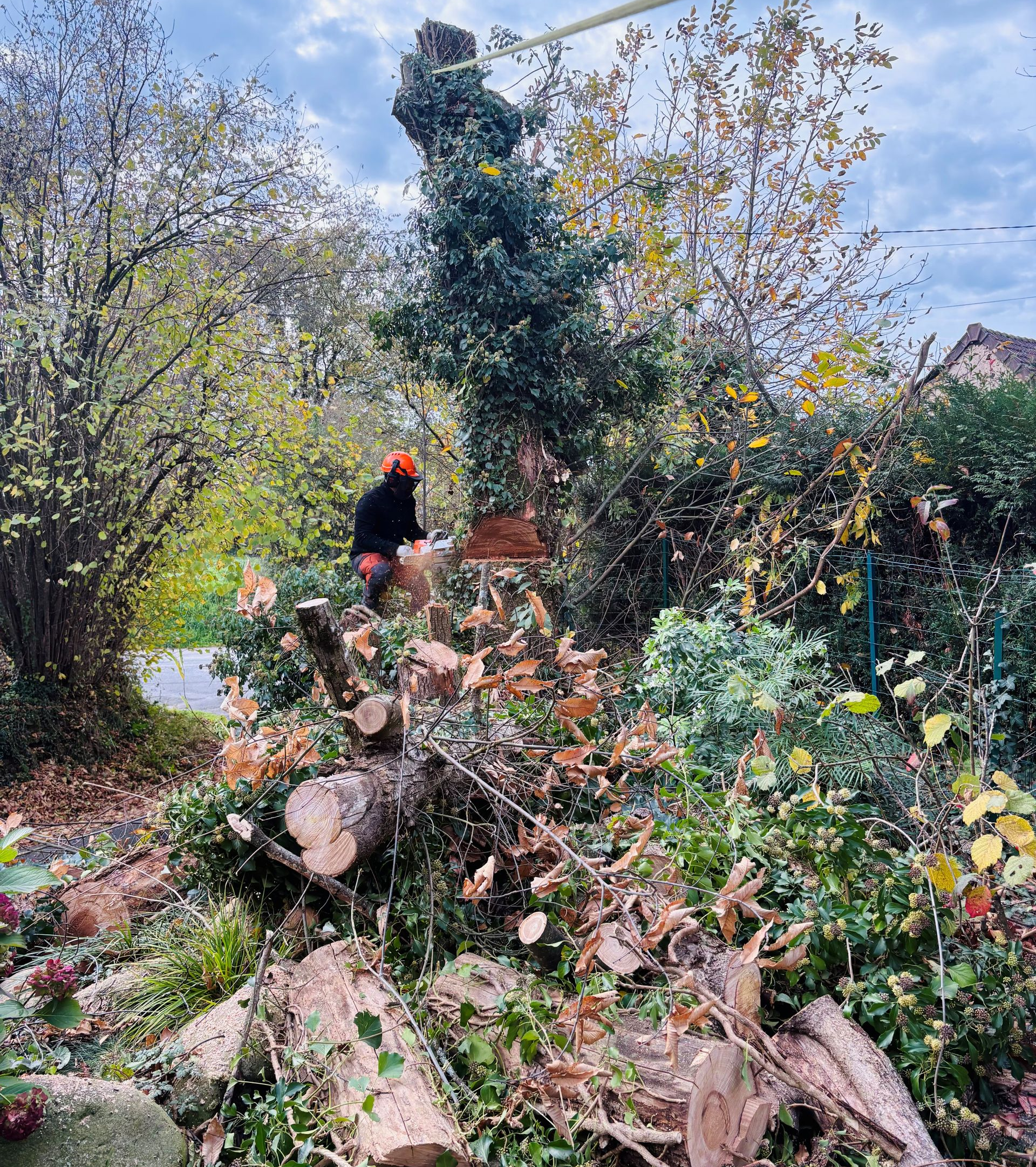 Un élagueur coupe un arbre