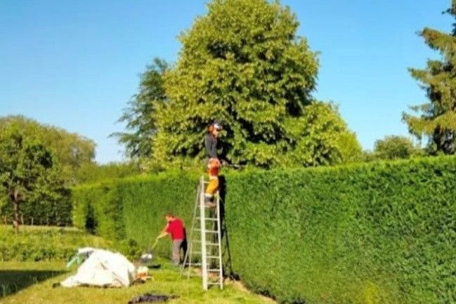 Une personne sur une échelle taille la haie