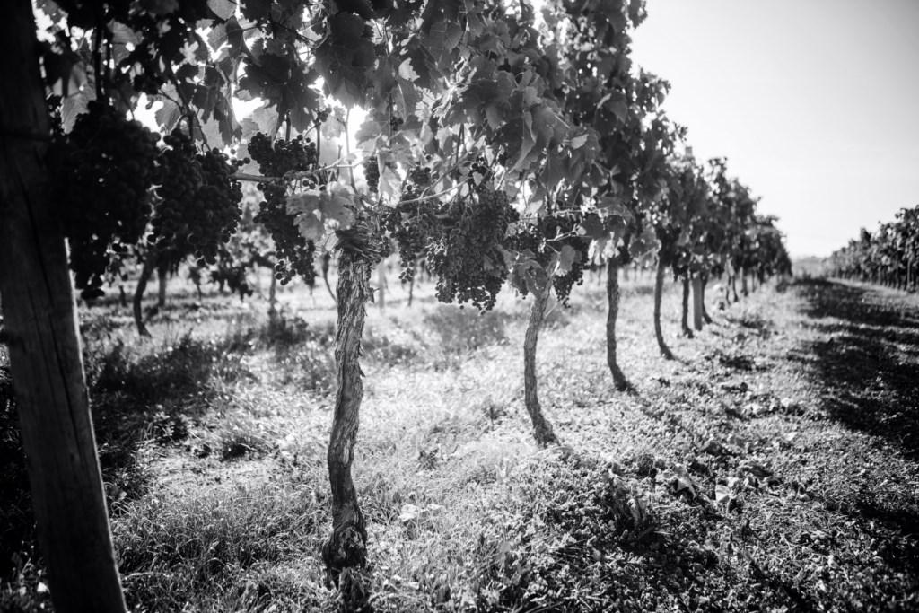 Production de vins raisonnée