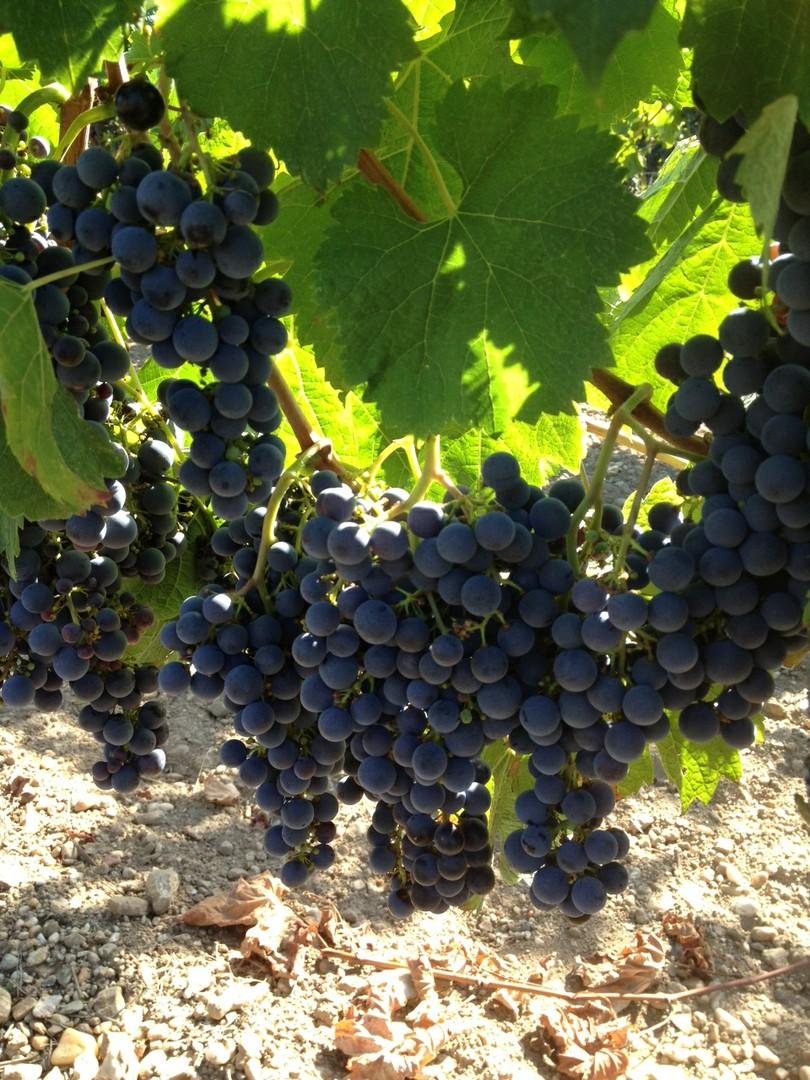 Raisin prêt à être récolté