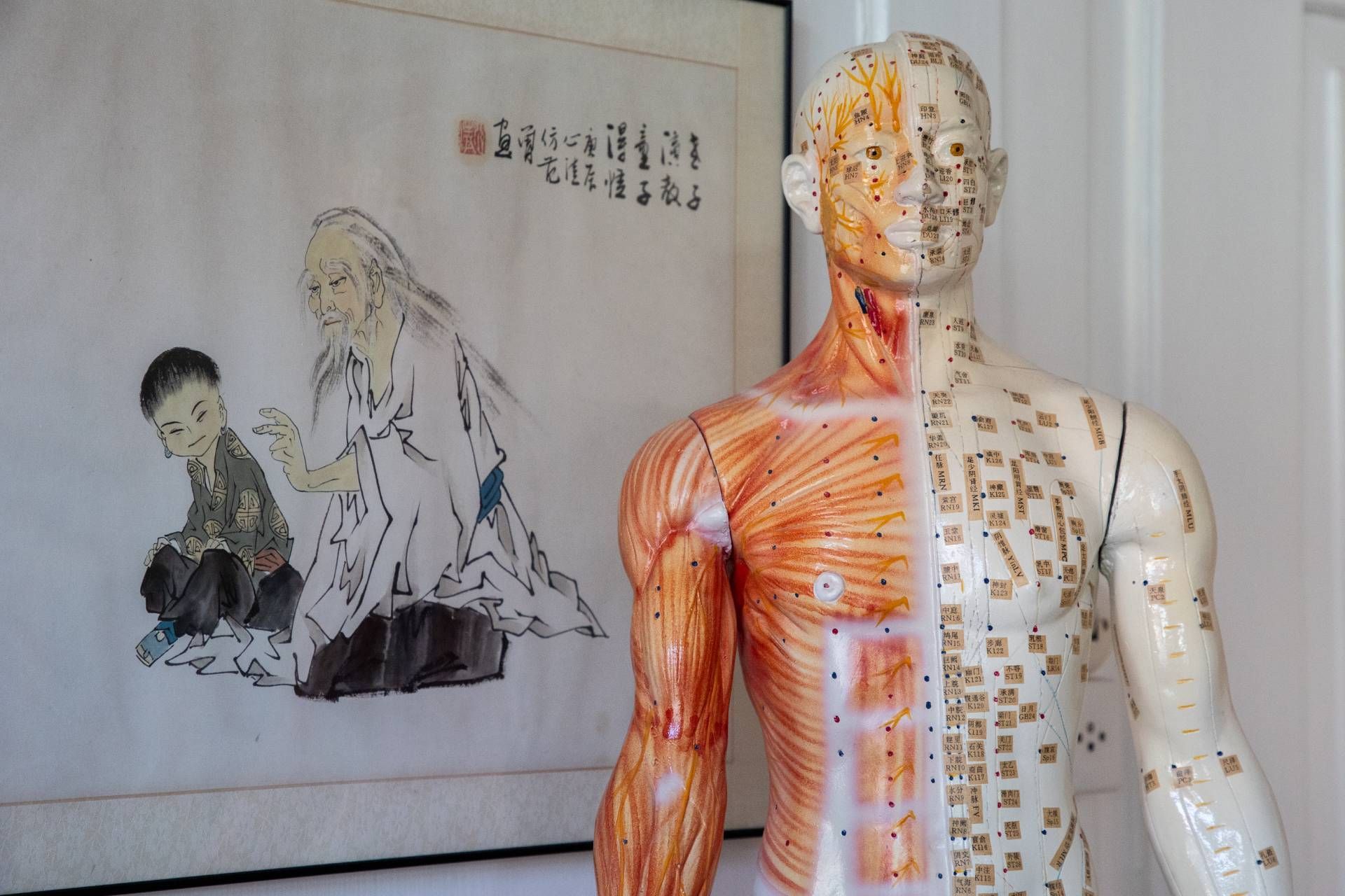 Anatomisches Modell mit Akupunkturpunkten, daneben eine traditionelle chinesische Zeichnung.