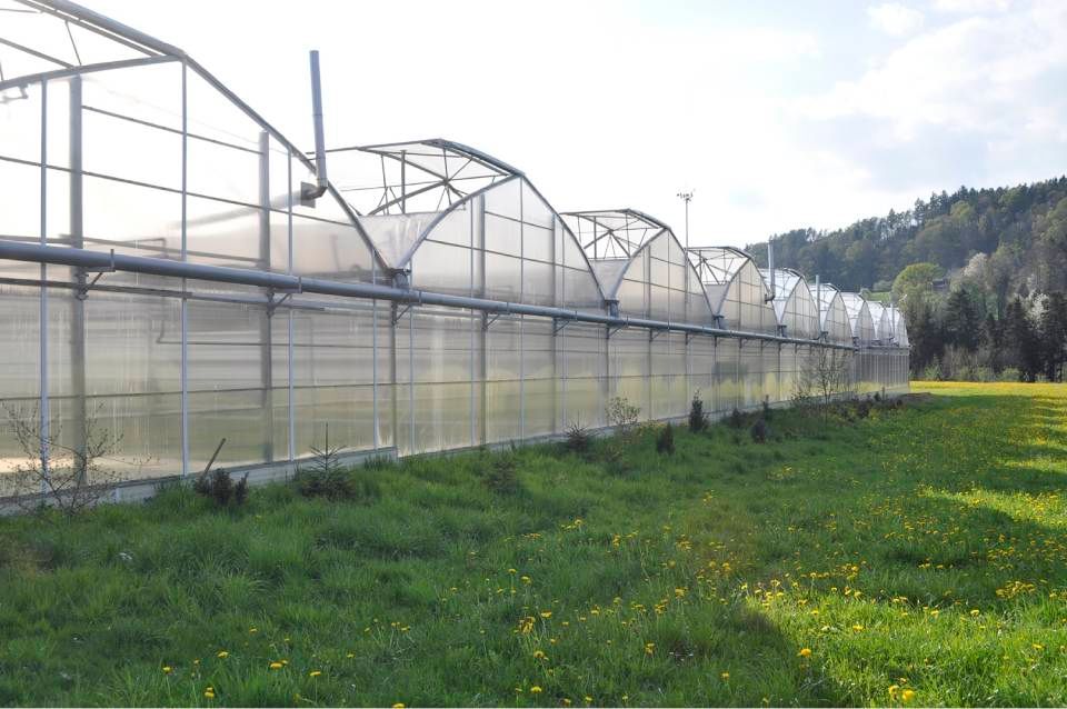 Ein langgestrecktes Gewächshaus mit gewölbten Dächern steht auf einer sonnigen grünen Wiese mit gelben Wildblumen, eingerahmt von Bäumen und Hügeln.