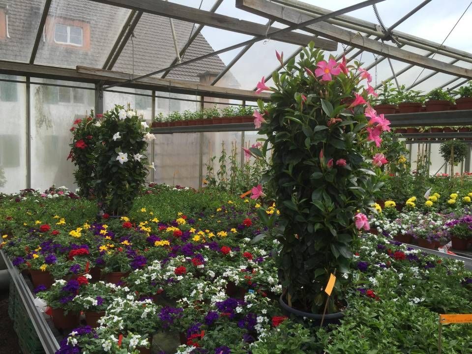 Das Innere eines Gewächshauses ist gefüllt mit Topfblumen in Rosa, Weiss, Lila und Gelb auf Metallregalen.