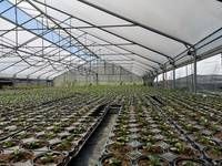 Reihen junger Pflanzen in schwarzen Töpfen in einem grossen, lichtdurchfluteten Industriegewächshaus.