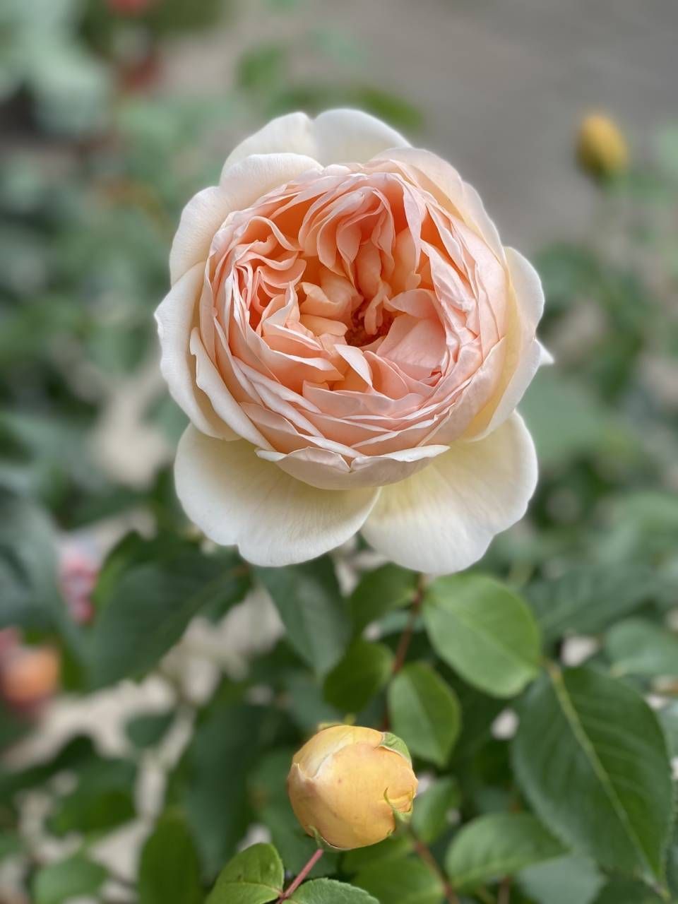 Eine hellpfirsichfarbene Rose in voller Blüte mit gekräuselten Blütenblättern, die sich über einer kleinen, noch ungeöffneten gelben Rosenknospe befindet.