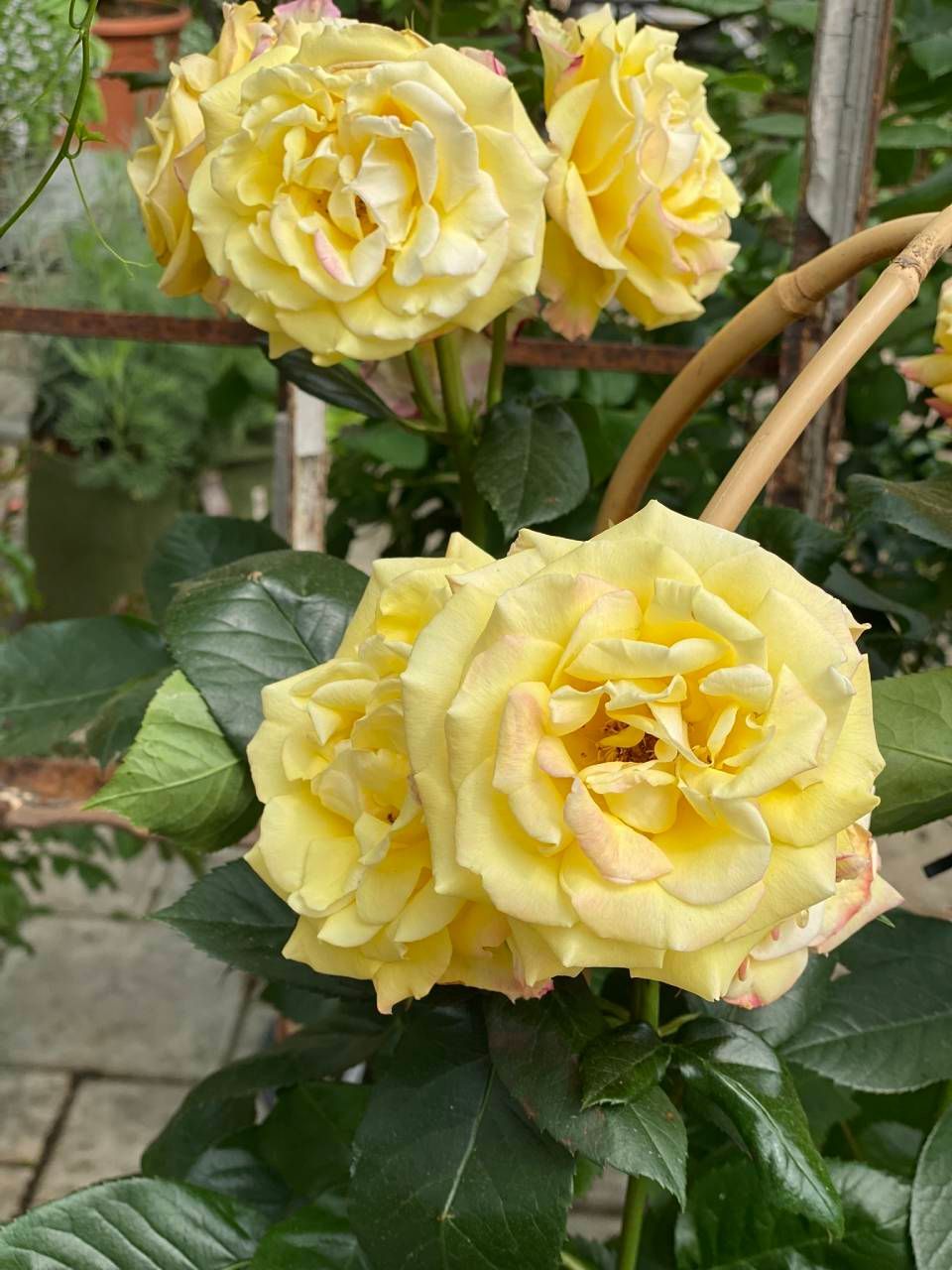 Ein Strauss gelber Rosen mit zartrosa schimmernden Blütenblättern, umgeben von dunkelgrünen Blättern.