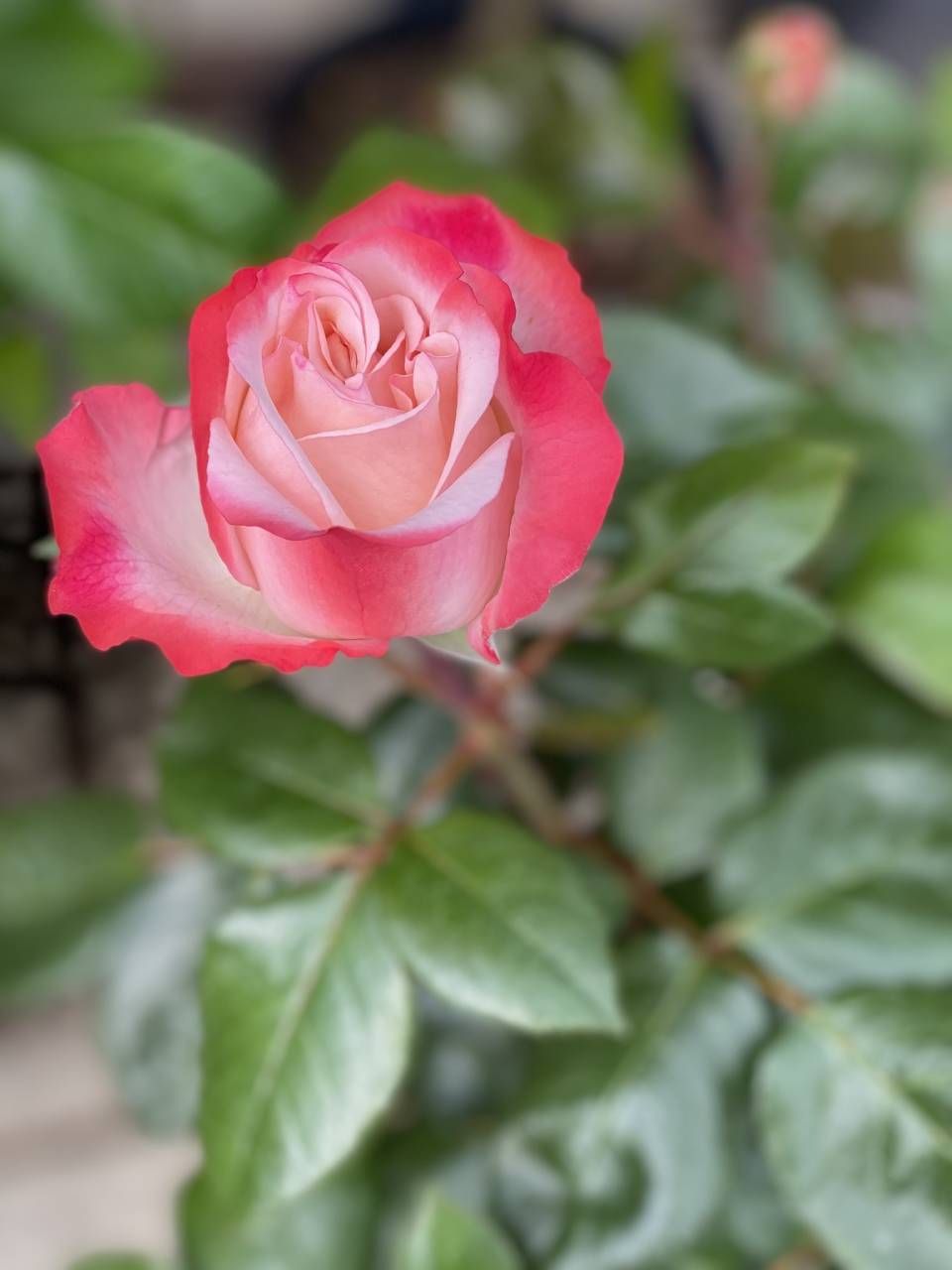 Nahaufnahme einer blühenden Rose mit Blütenblättern, die in der Mitte cremeweiss und an den Rändern leuchtend rosa sind.