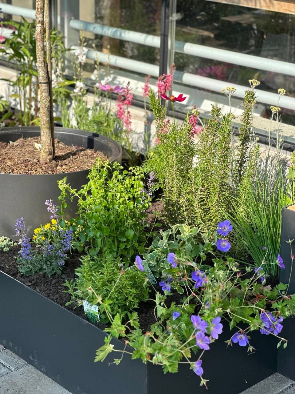 Ein dunkler, rechteckiger Pflanzkübel, gefüllt mit violetten, blauen und gelben Blumen und üppigen grünen Pflanzen, steht neben einem Baumtopf.