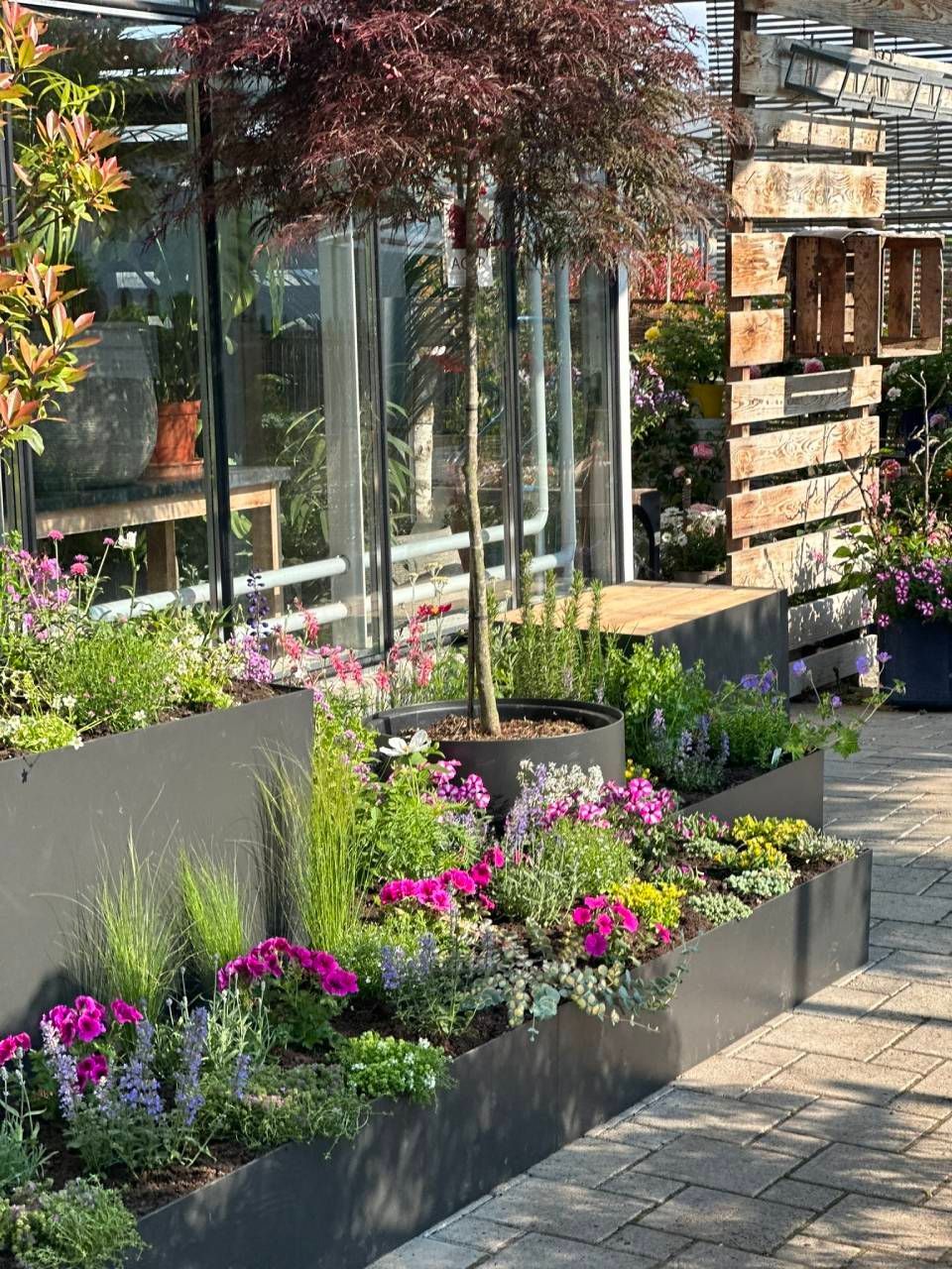 Auf einer Steinterrasse vor einem Gewächshaus steht ein metallener Pflanzkübel, gefüllt mit leuchtend pinken und grünen Blumen und Blättern.
