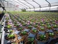 Reihen kleiner Topfsetzlinge wachsen in schwarzen Plastikschalen in einem grossen Gewächshaus.
