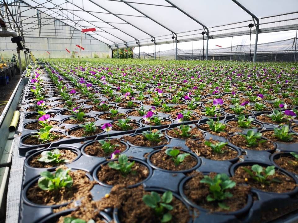 Reihen kleiner Stiefmütterchen-Sämlinge, die in schwarzen Plastikschalen in einem grossen kommerziellen Gewächshaus wachsen.