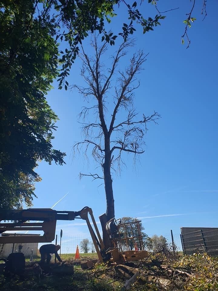 Elagage en taille douce