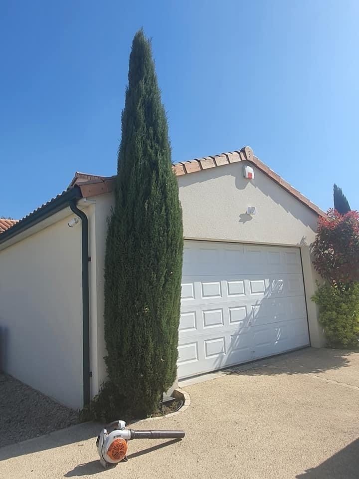 Taille cyprès