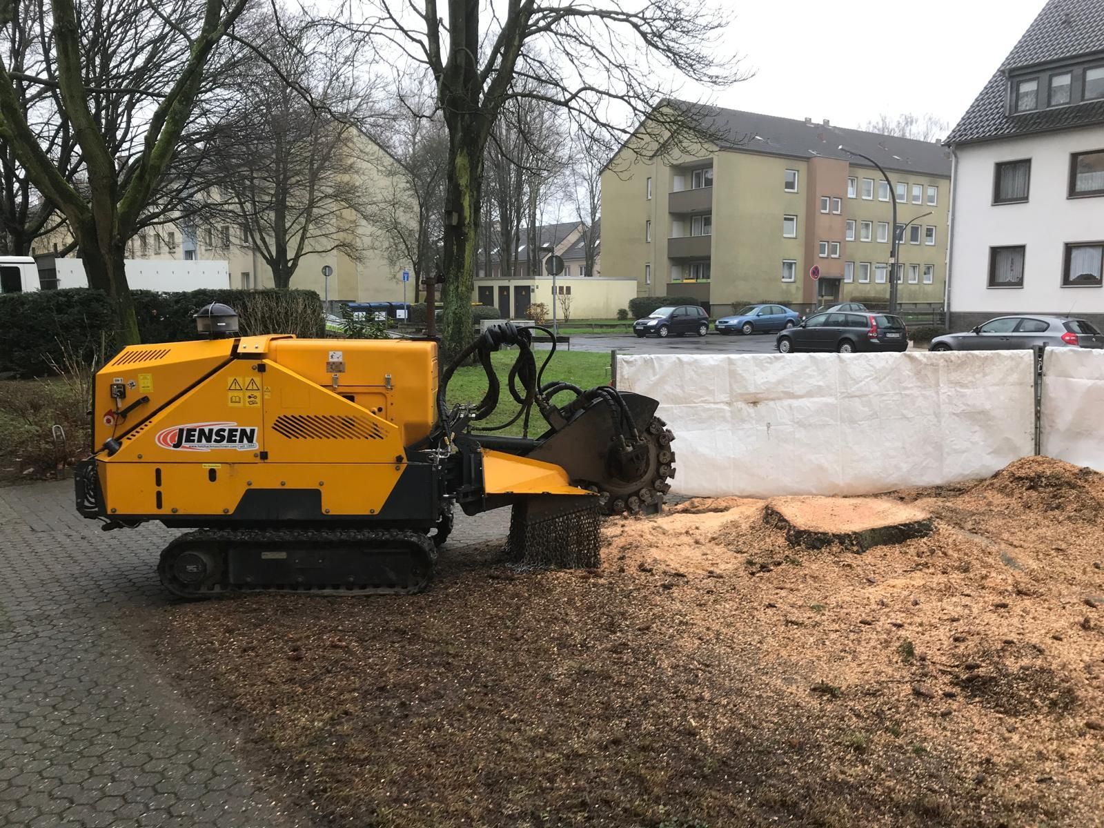 Bild überwucherter Baumstumpf