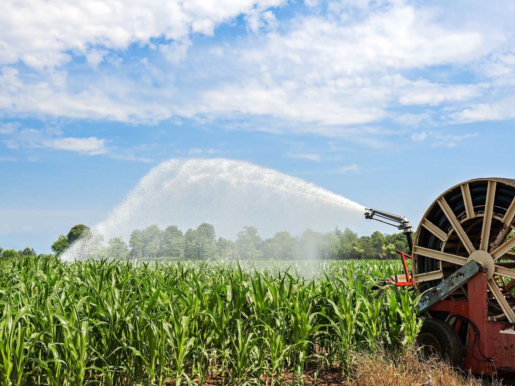 Système d'irrigation agricole arrosant un champ de maïs par une journée ensoleillée.