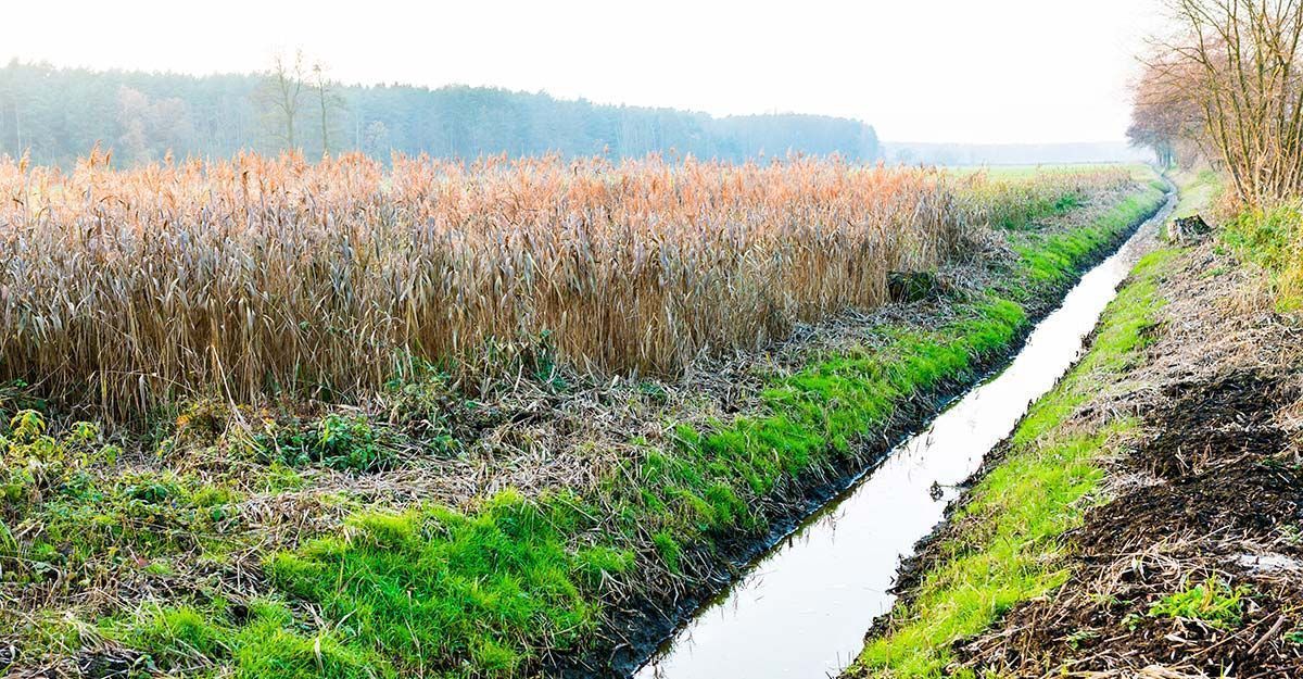 Champ de cultures sèches jouxtant un fossé rempli d'eau, avec une rangée d'arbres en arrière-plan.