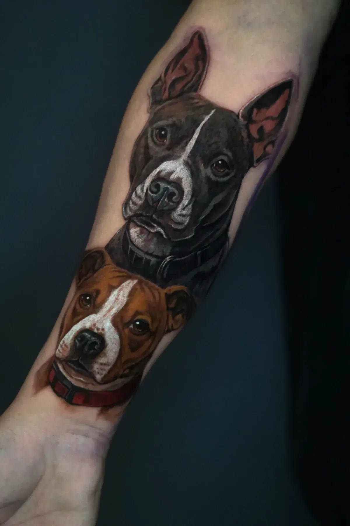 Tatuaje en el antebrazo de dos retratos realistas de perros sobre un fondo oscuro