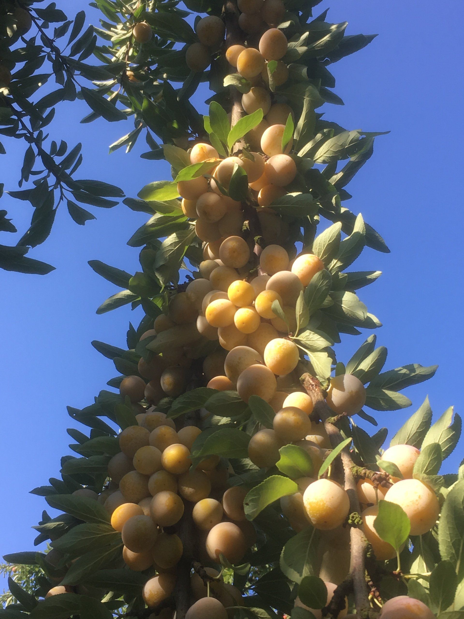 Production de mirabelles