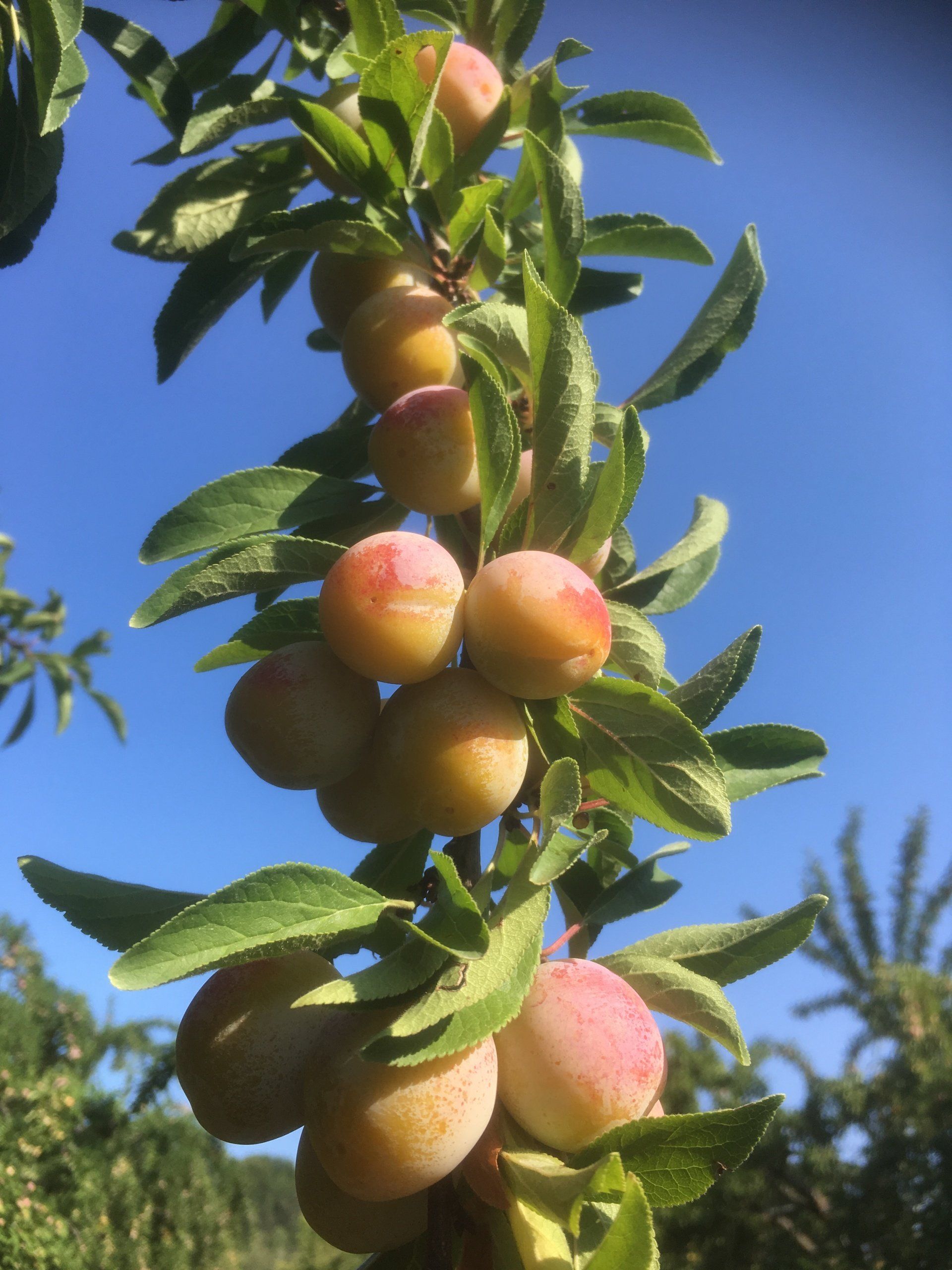Mirabelles