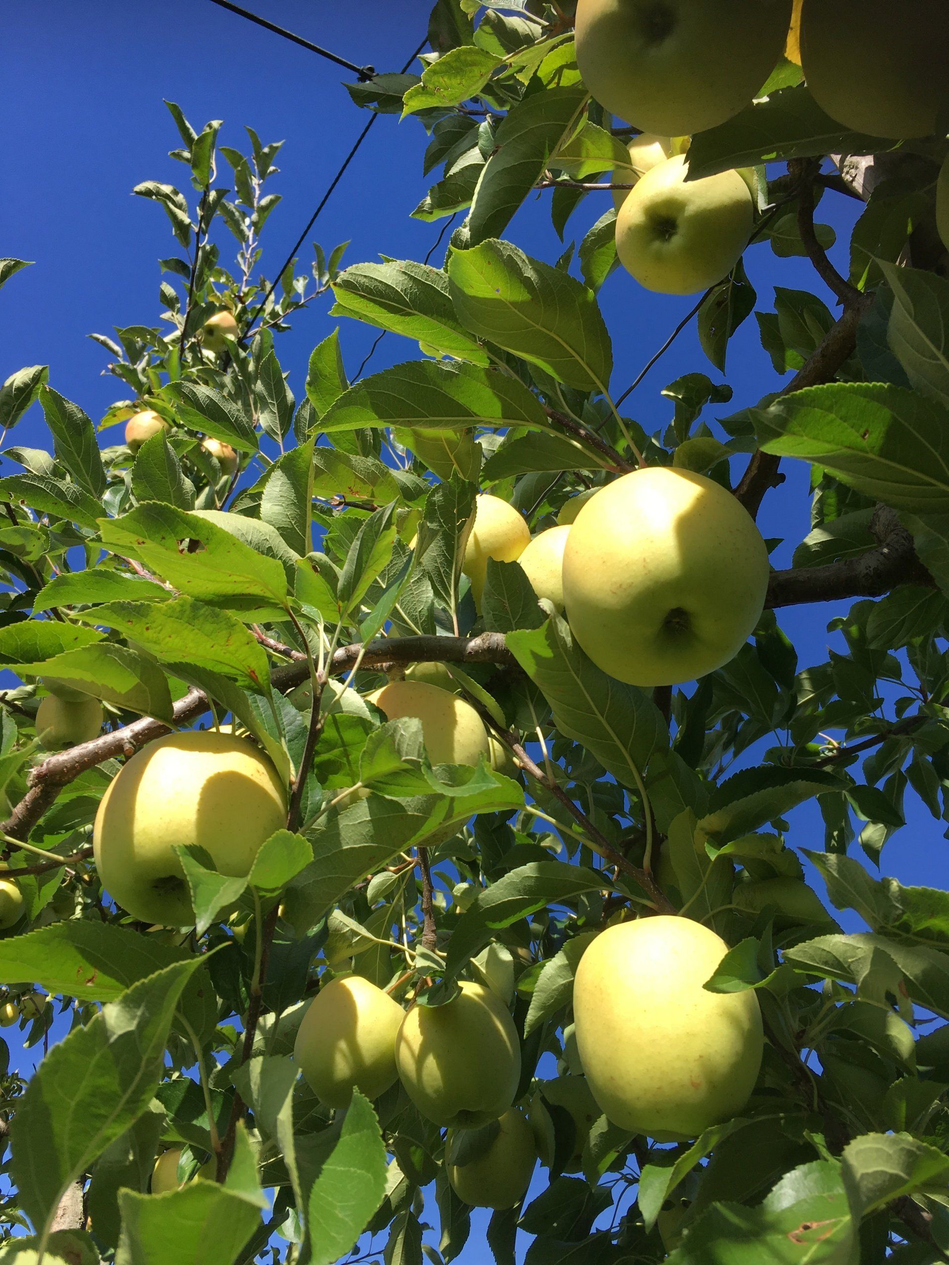 Production de pommes jaunes