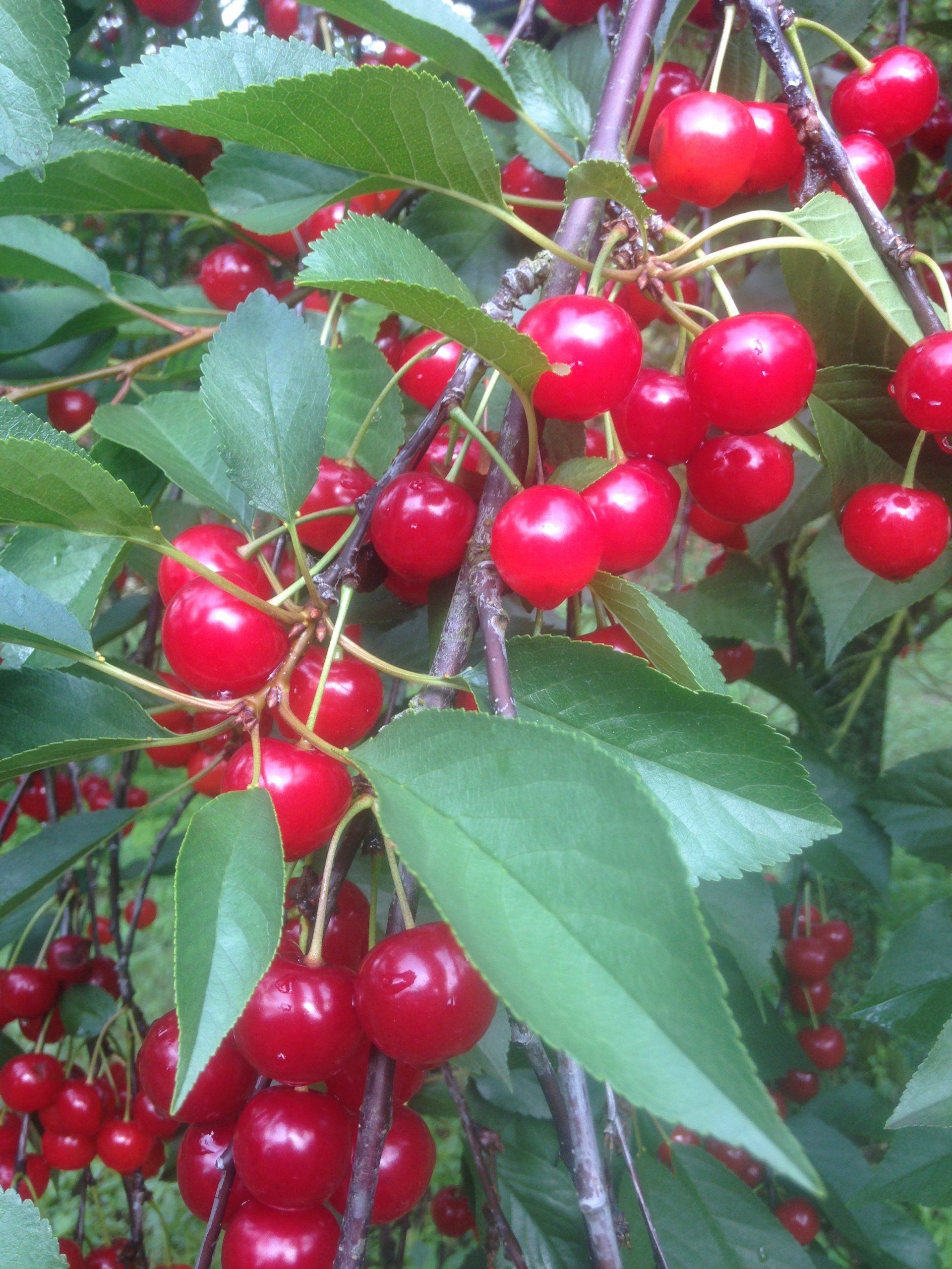 Cerises