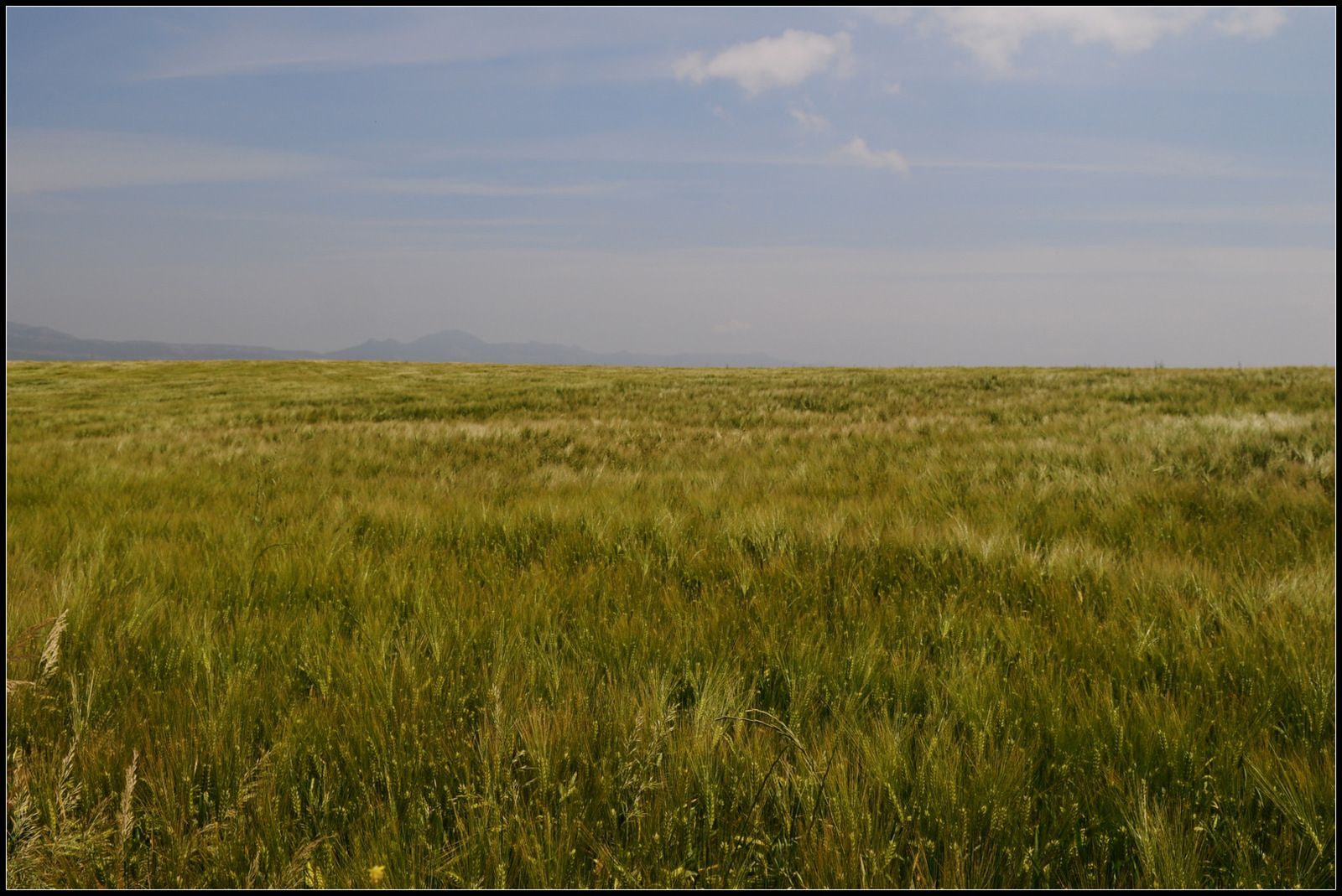 Un gran campo de hierba con un cielo azul al fondo