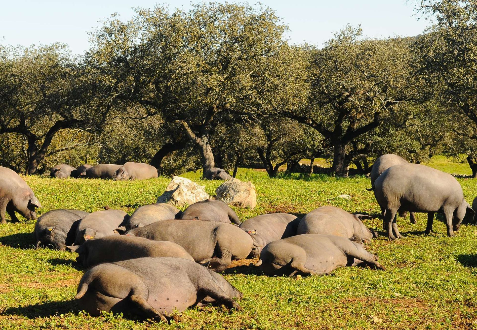Una piara de cerdos pasta en un campo de hierba