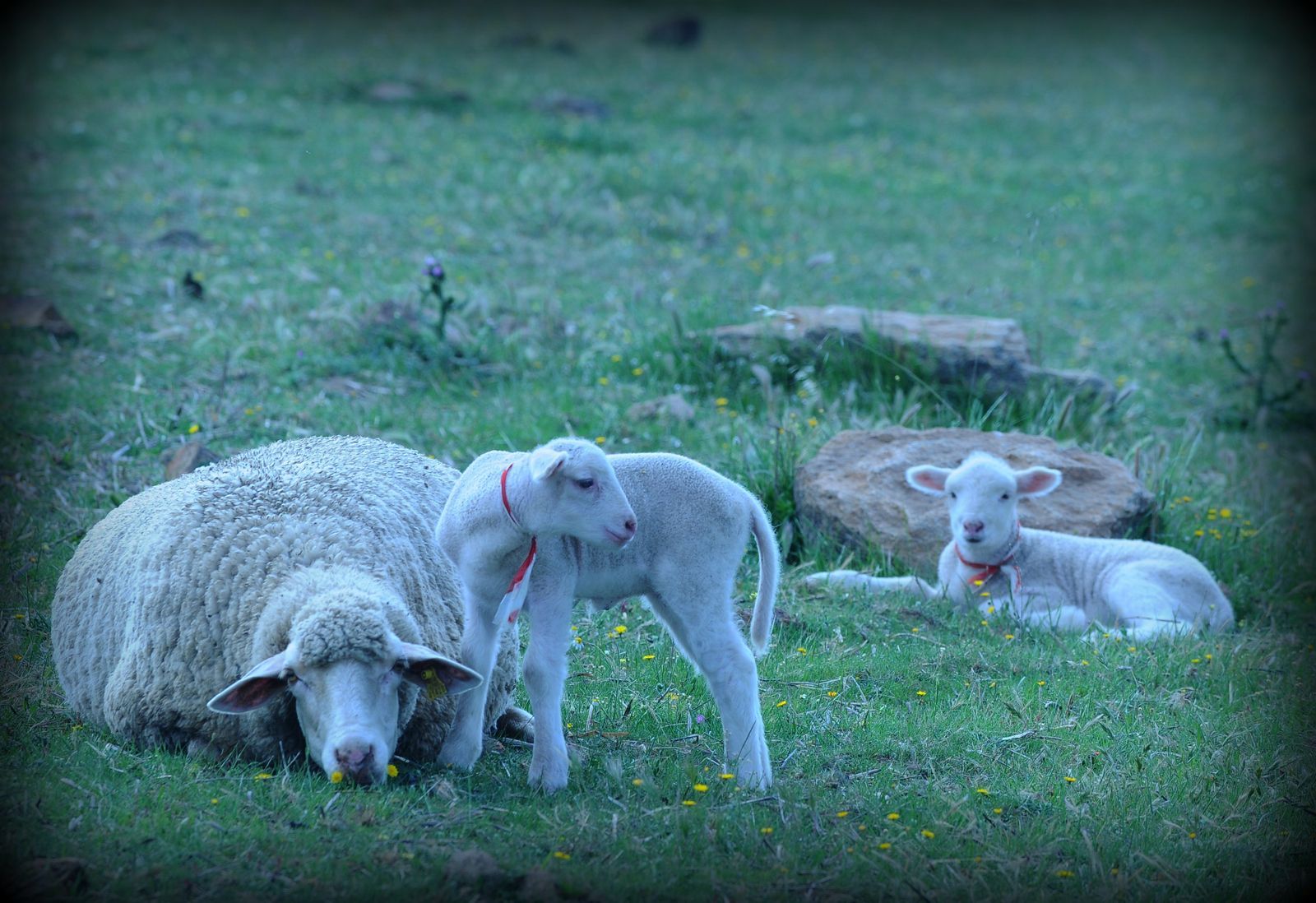 Una oveja y dos corderos están acostados en la hierba.