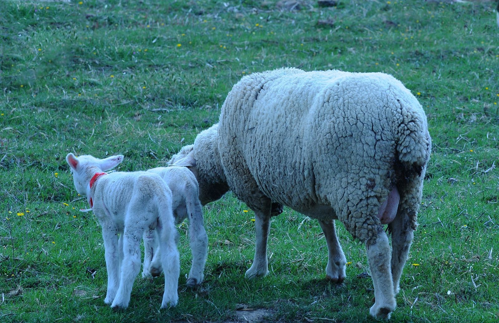 Una oveja y dos corderos pastan en un campo de hierba.