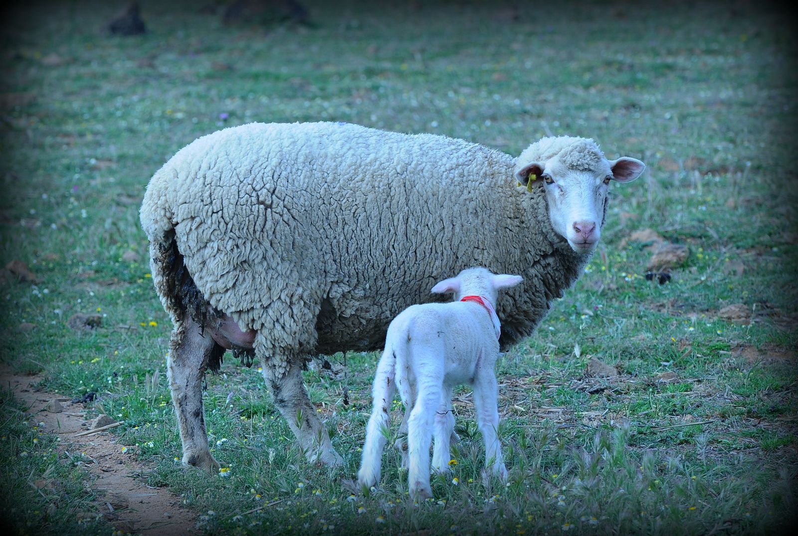 Una oveja y un cordero están parados uno al lado del otro en un campo.