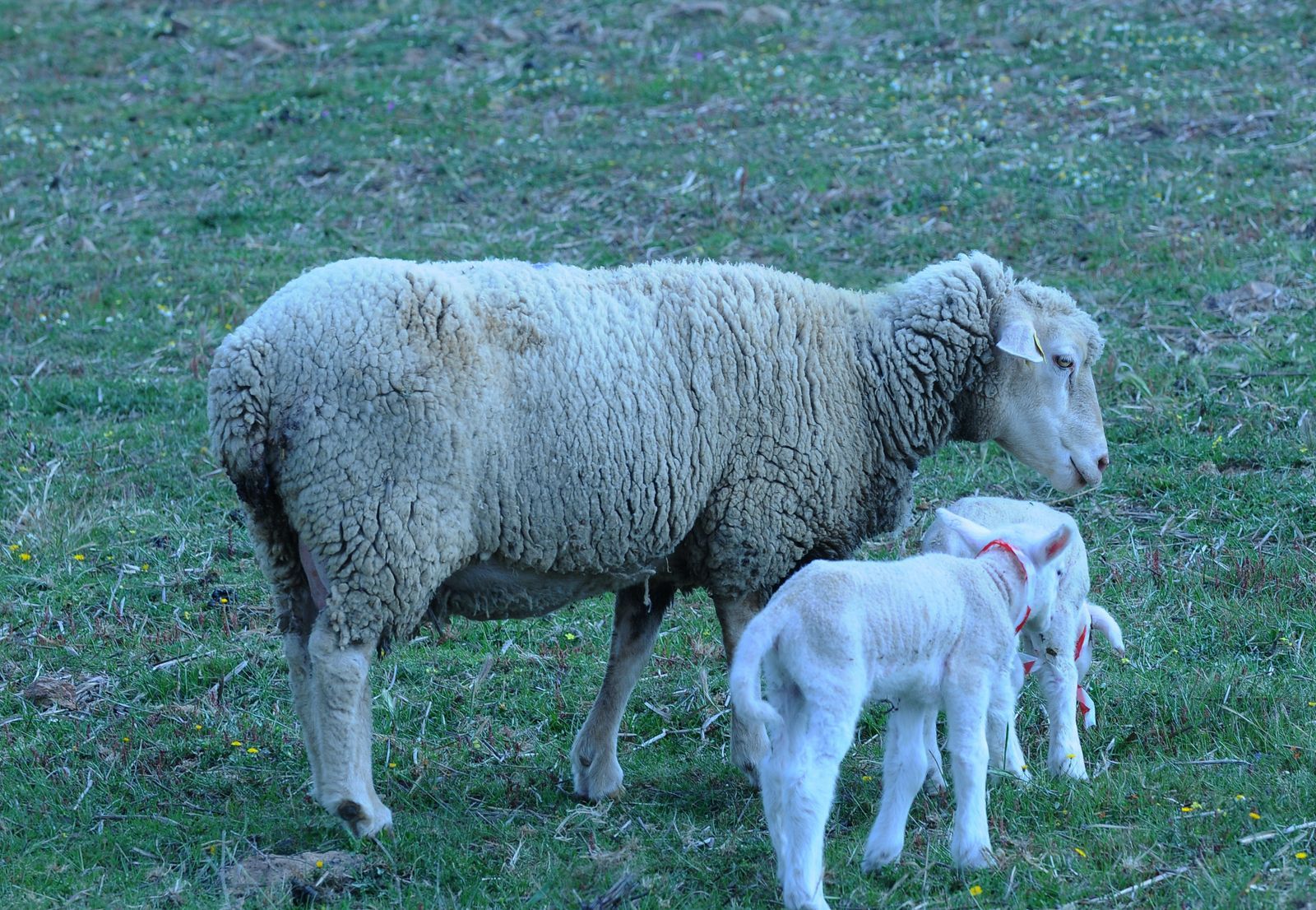 Una oveja y dos corderos están de pie en un campo de hierba.