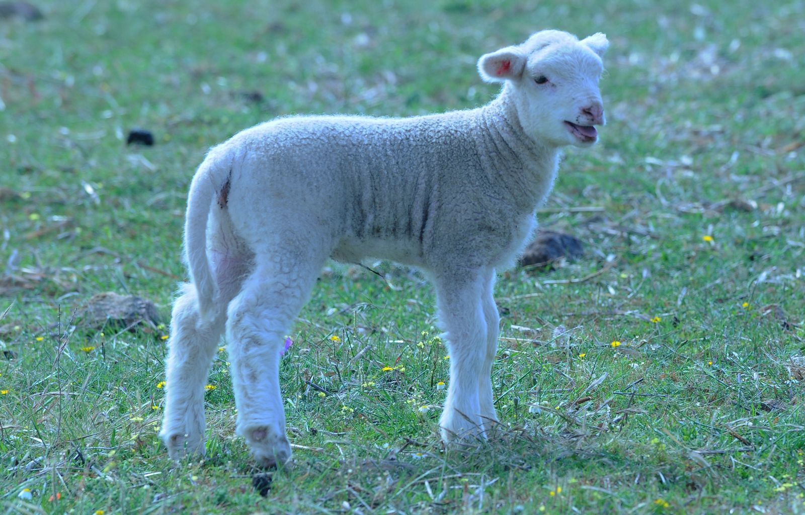 Una cría de oveja está de pie en un campo de hierba.