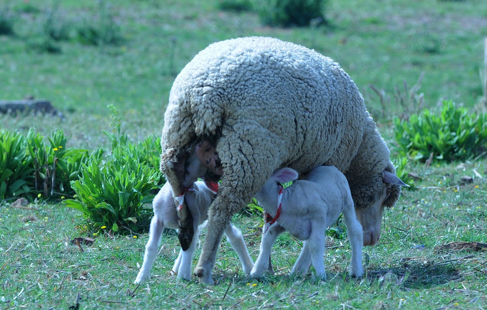 Una oveja está amamantando dos corderos en un campo.