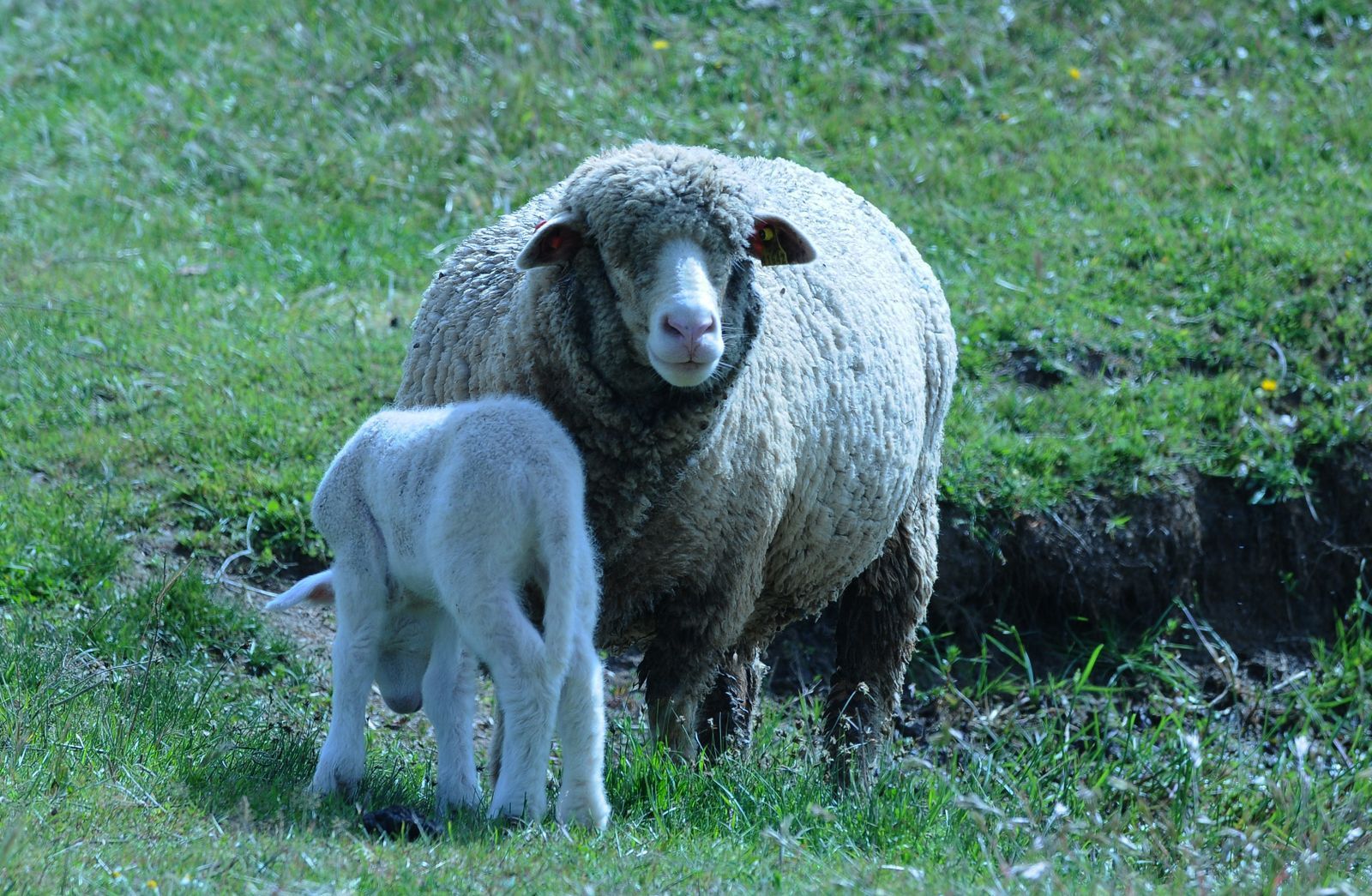 Una oveja y un cordero están de pie en un campo de hierba.