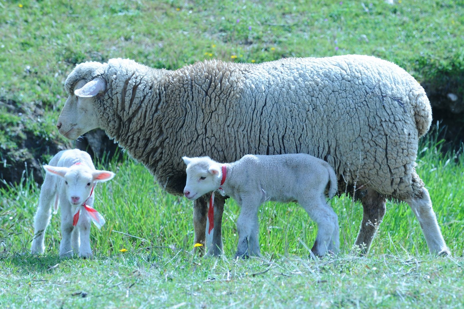 Una oveja y dos corderos están parados en un campo de hierba.