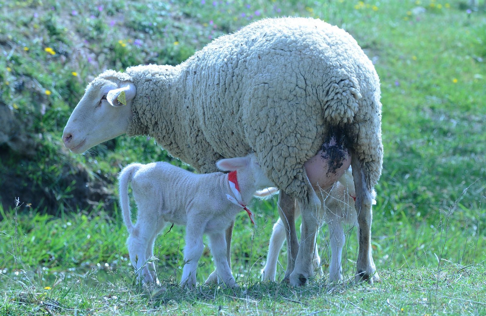 Una oveja está amamantando a su cordero en un campo de hierba.