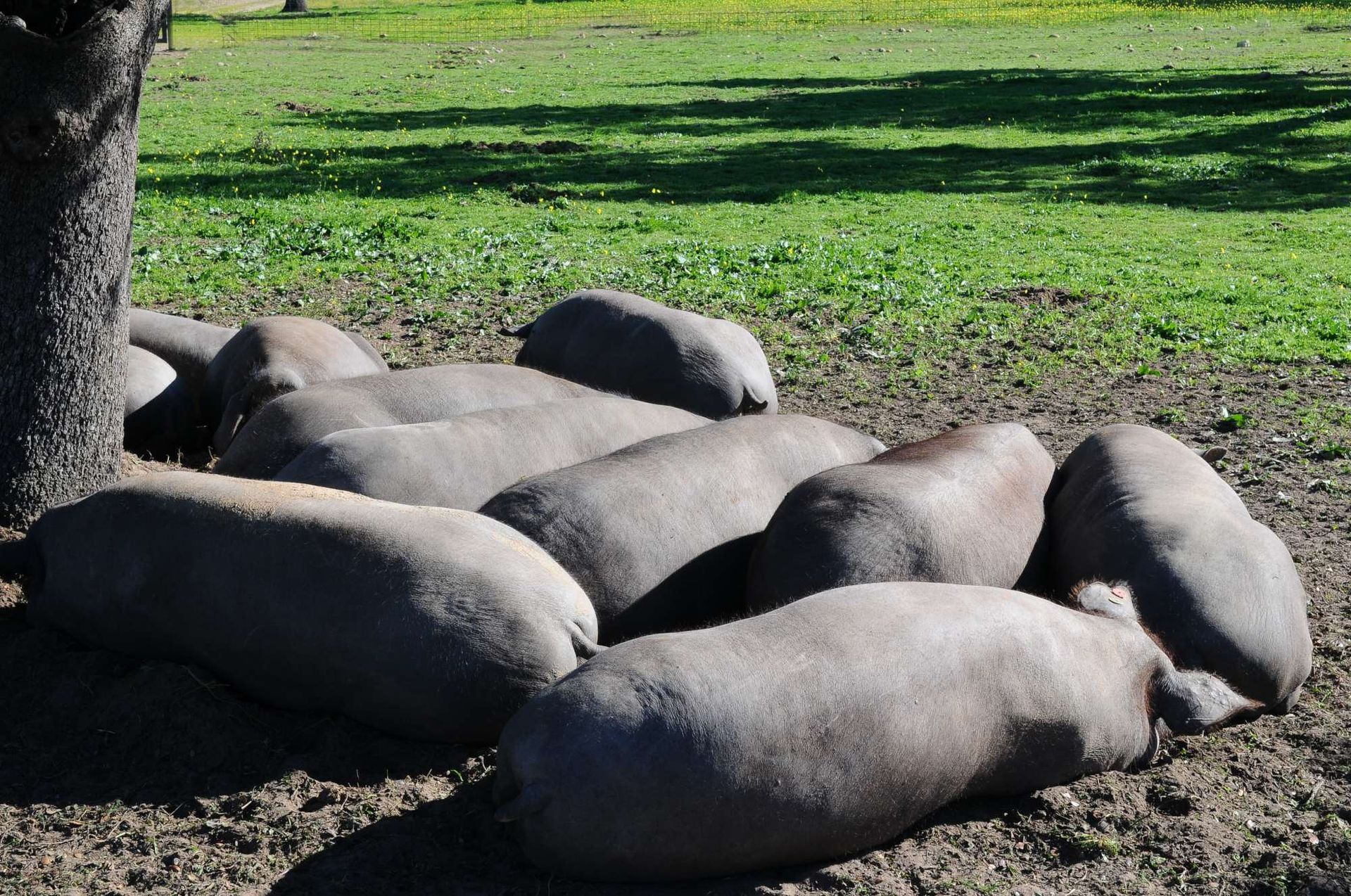 Una piara de cerdos tumbados en el suelo bajo un árbol