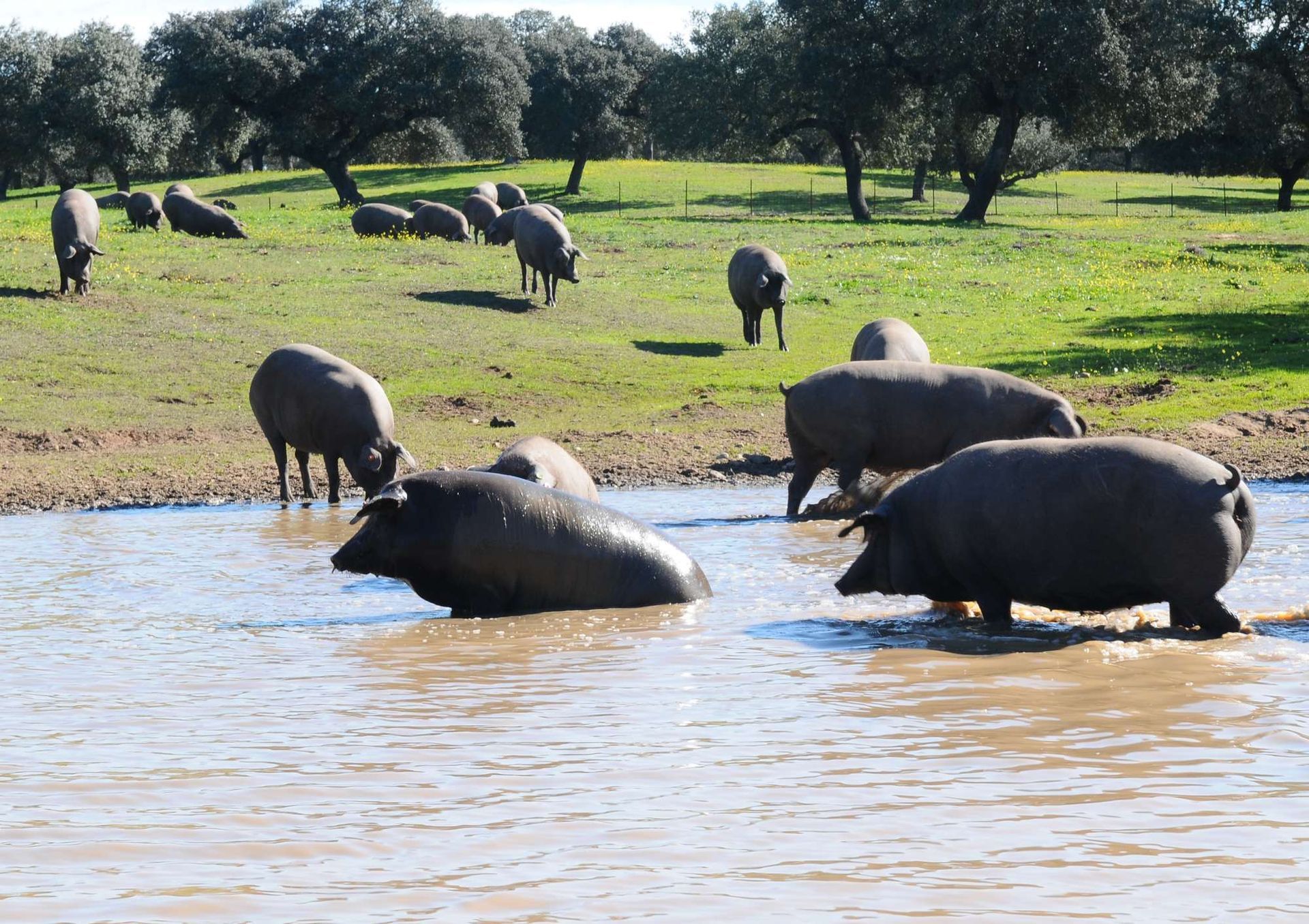 Una piara de cerdos de pie en un cuerpo de agua