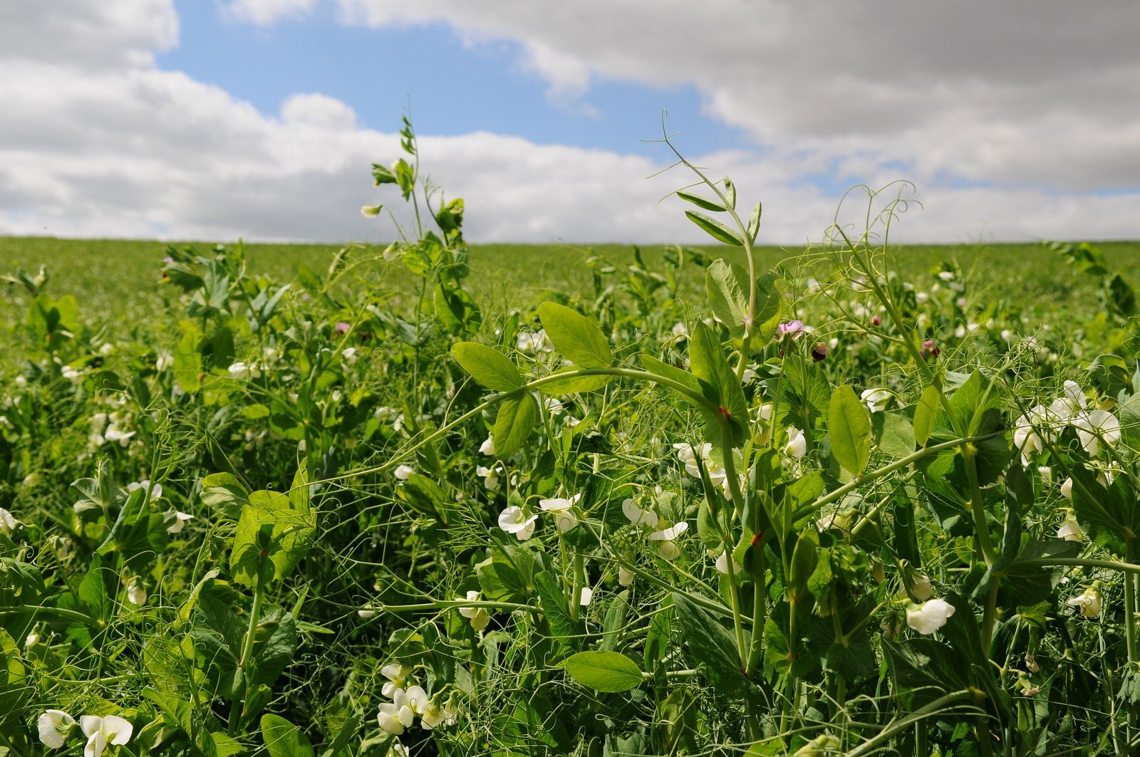 Un campo de césped verde y flores blancas con un cielo nublado al fondo.