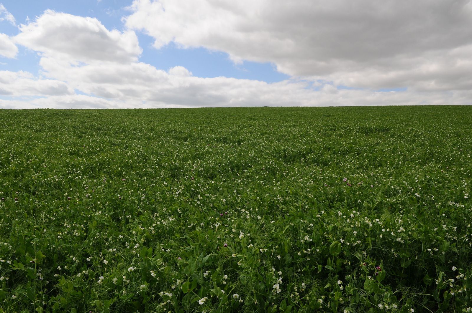 Un gran campo verde con flores blancas y un cielo nublado al fondo.
