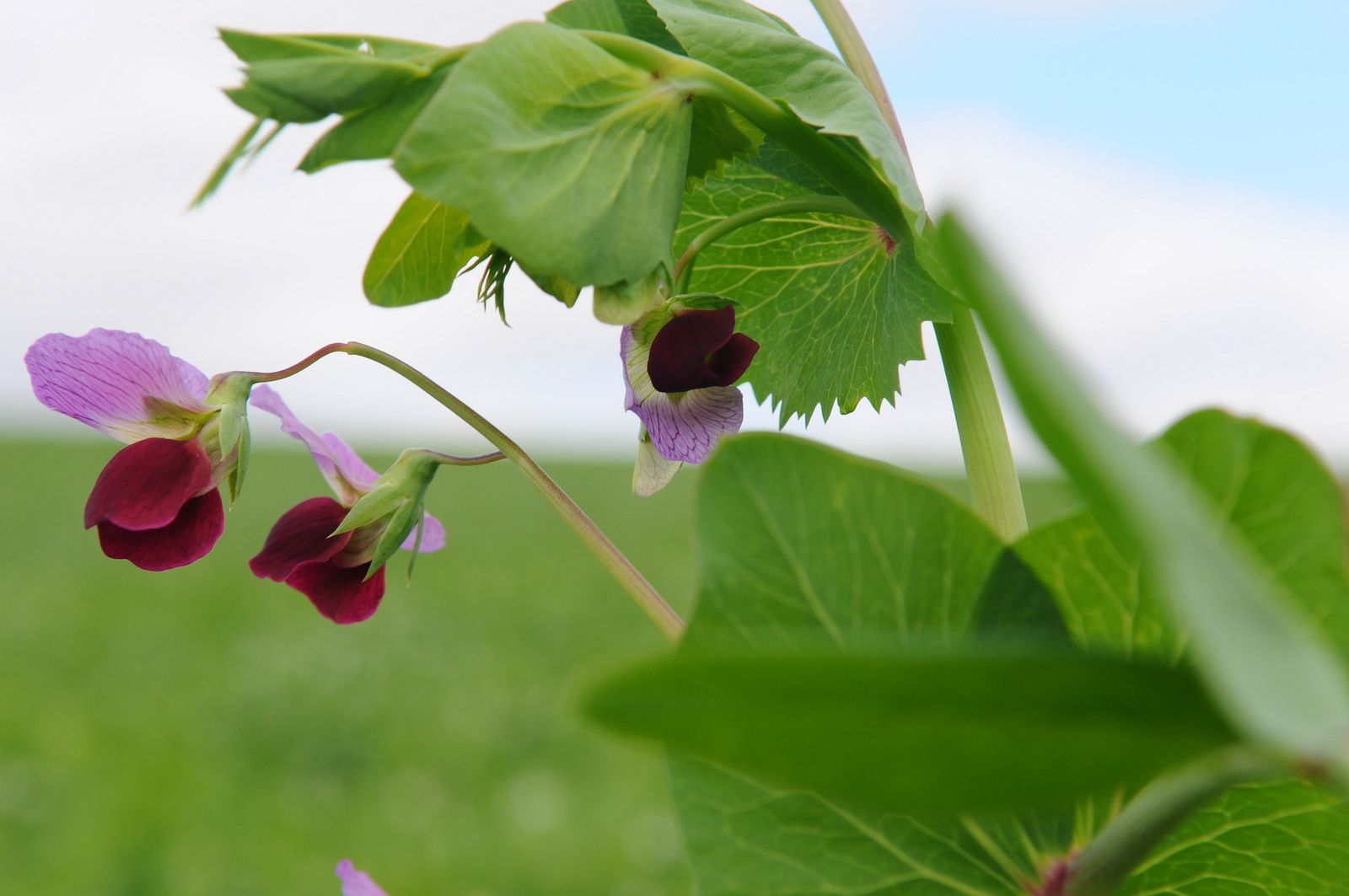Un primer plano de una planta con flores moradas y hojas verdes.