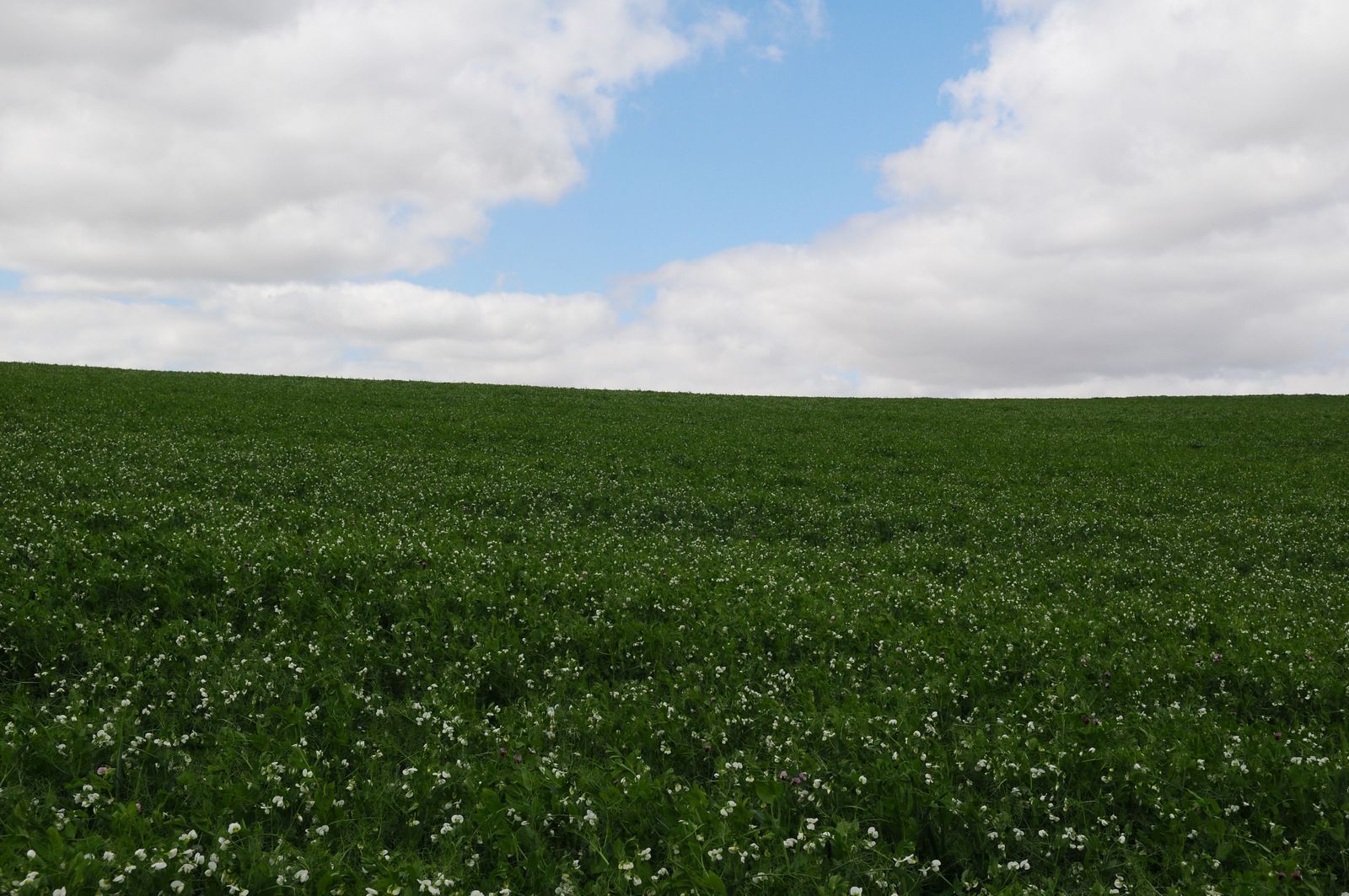 Un campo de hierba verde con flores blancas en un día nublado