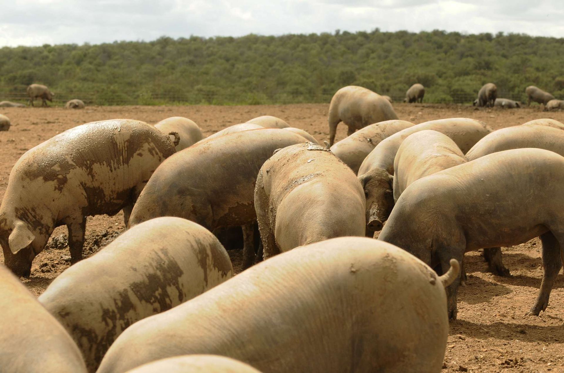 Una piara de cerdos pasta en un campo de tierra
